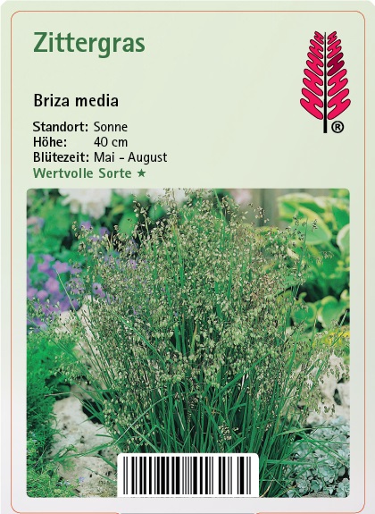 Zittergras - Briza media Kräuter, Vegetation, Gras, Blume
