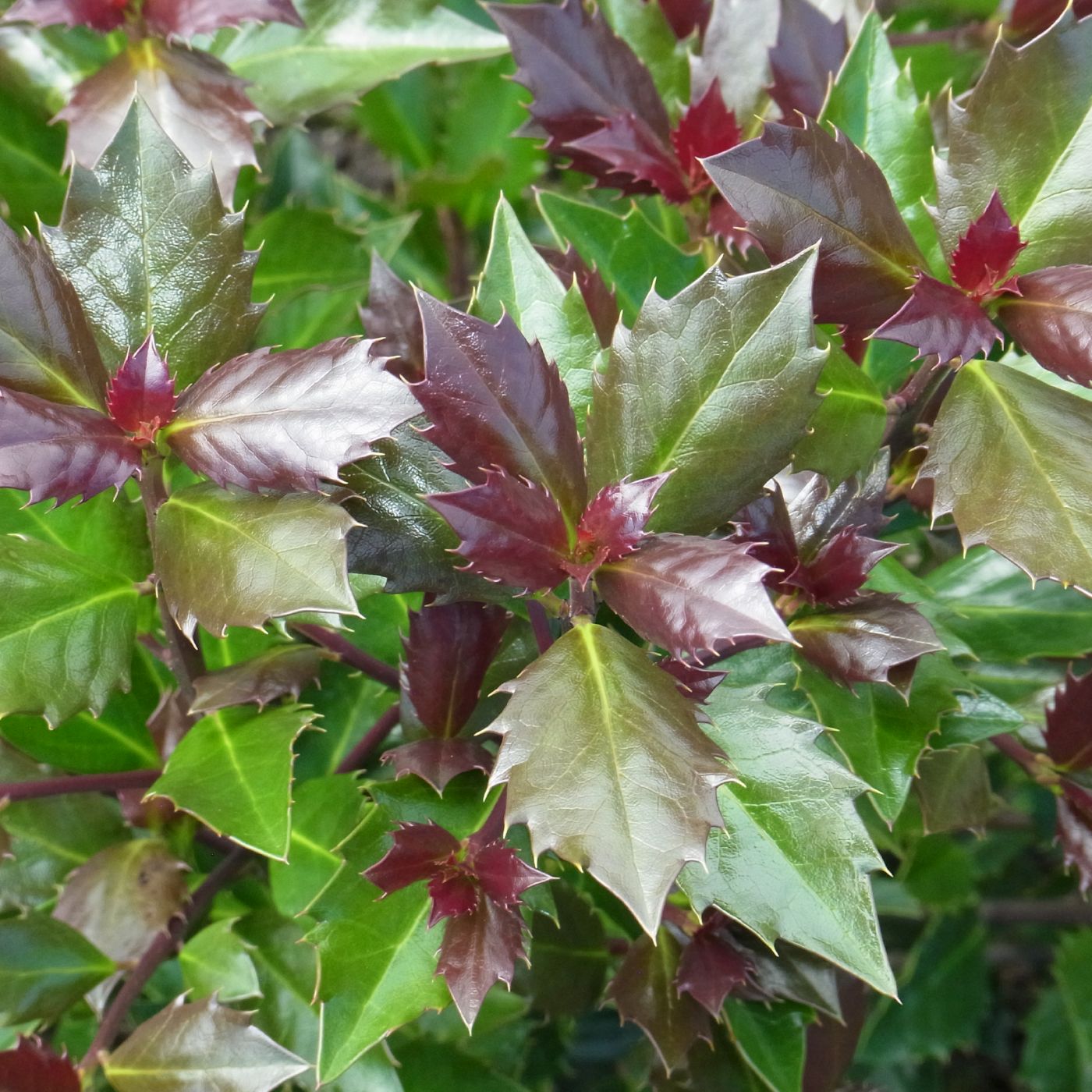 Ilex crenata 'meserveae' Heckenblau