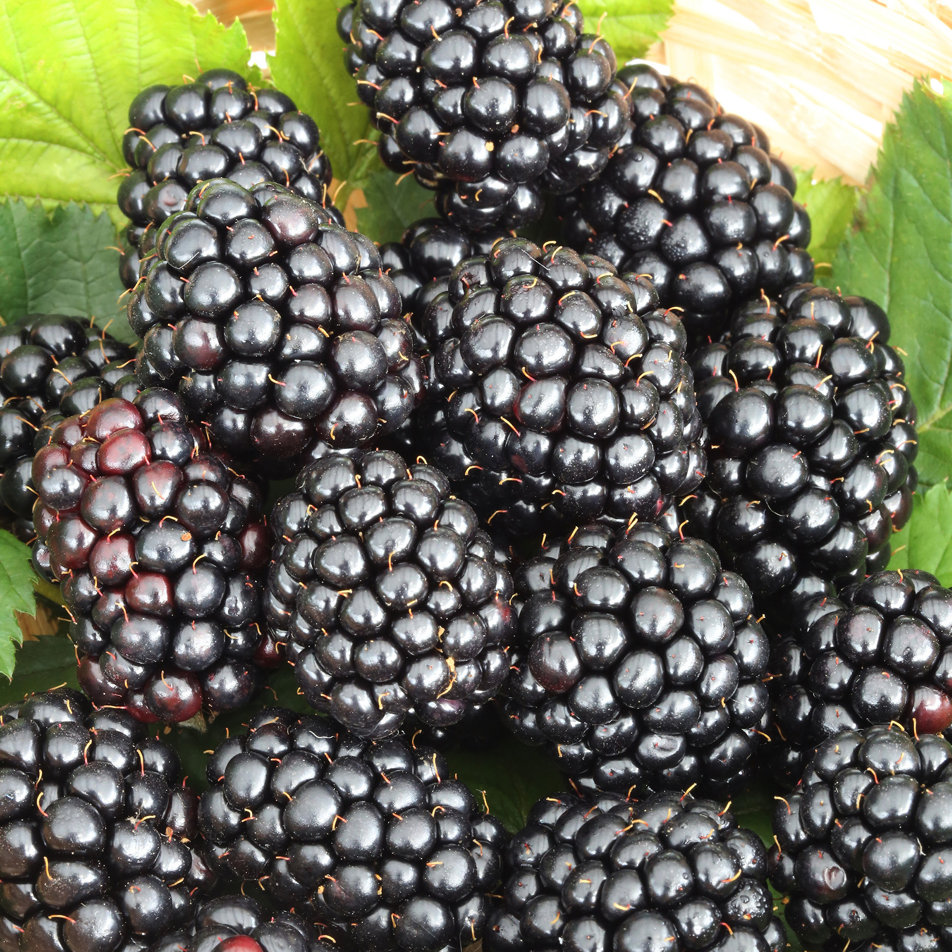 Brombeere Black Satin dornenlos Bromebeerpflanze Kletterpflanze