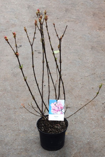 Viburnum bodnantense