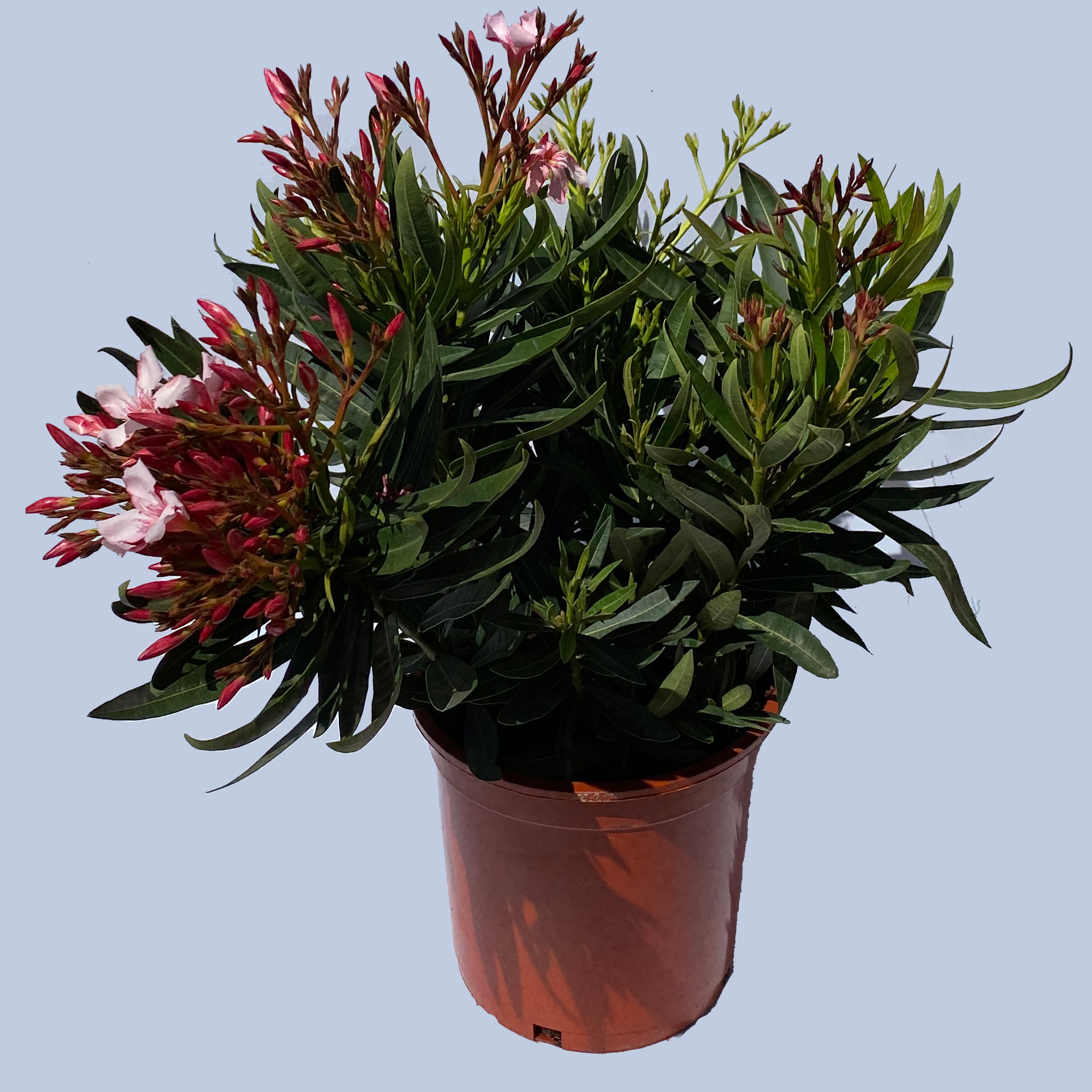 Oleander Trio Oleander Trio