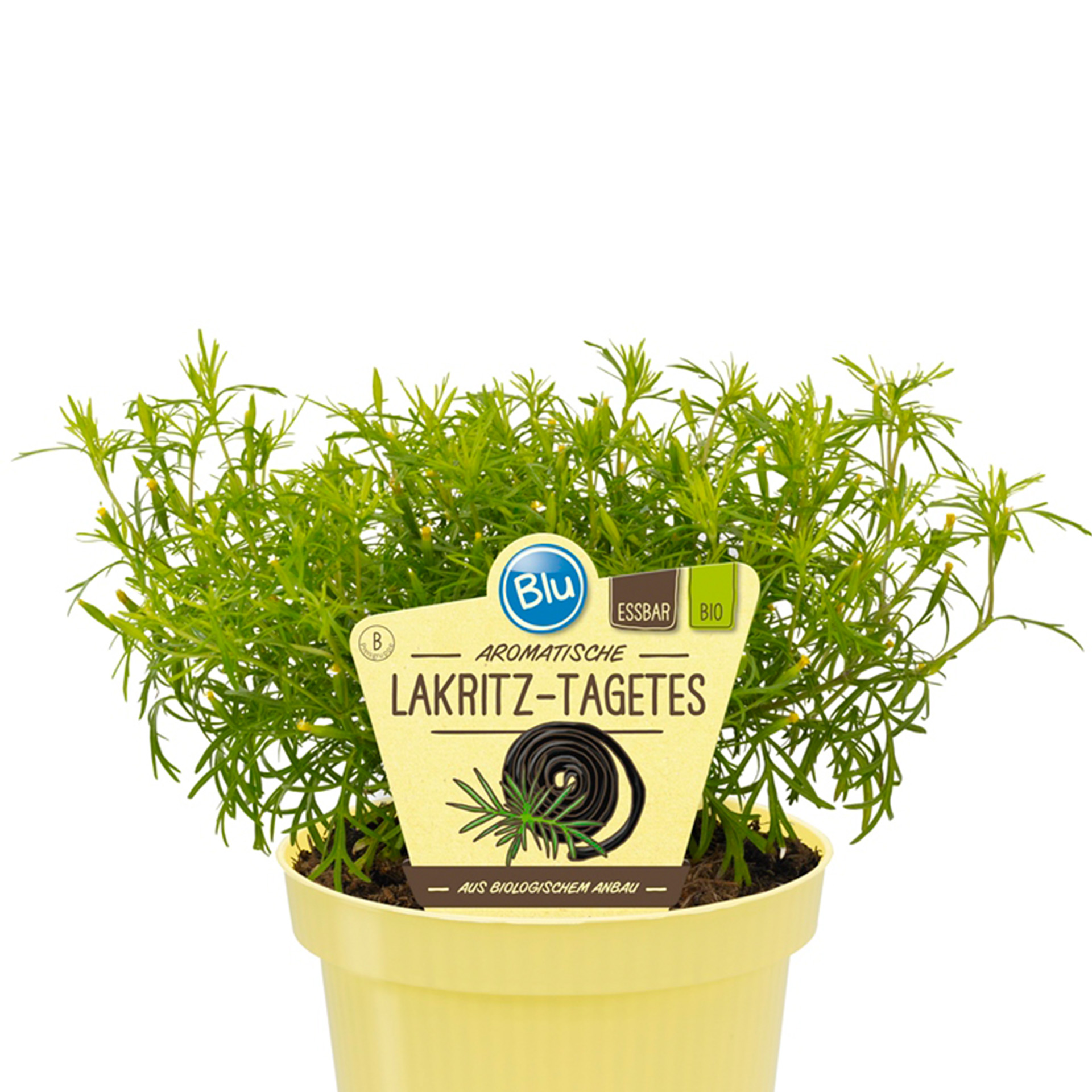 Lakritz-Tagetes im Pflanztopf mit Pflanzenstecker