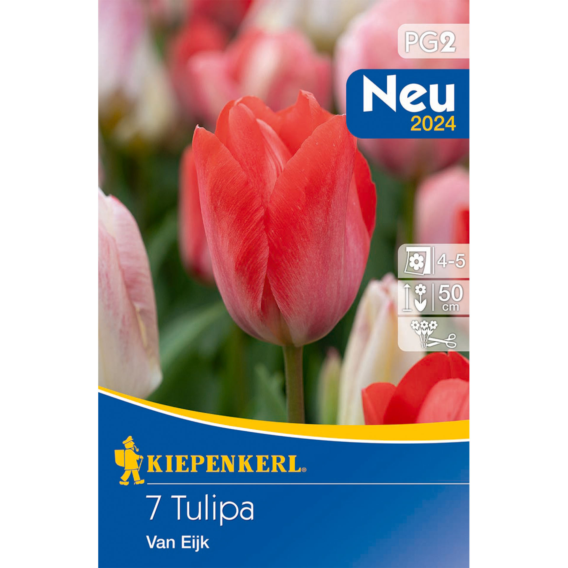 Tulpe 'Van Eijk', Blumenzwiebeln Blume, Pflanze, Tulpe, Rose
