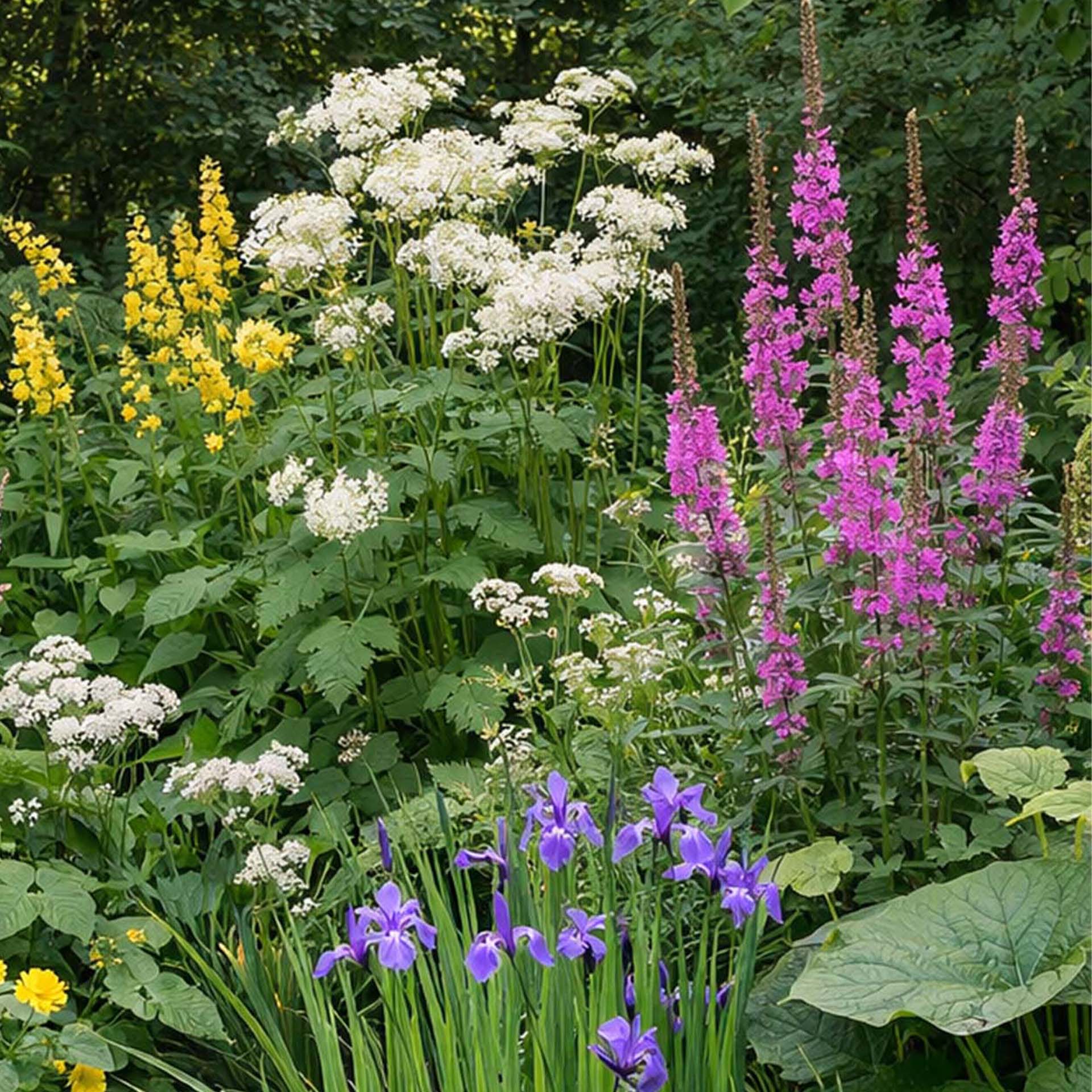 Beet mit blühenden stauden