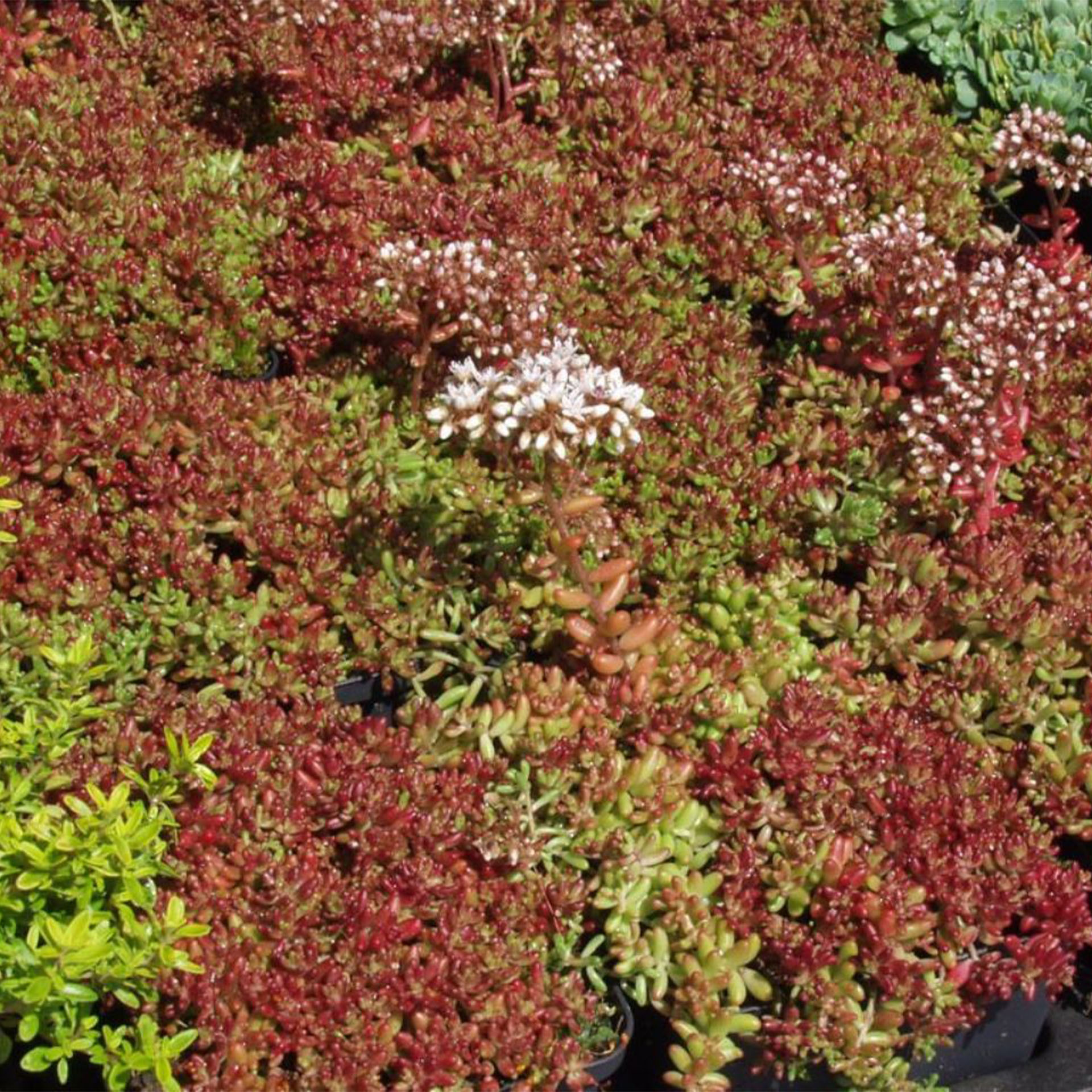 Kräuterig, Moos, Vegetation, Topfpflanze, Baum