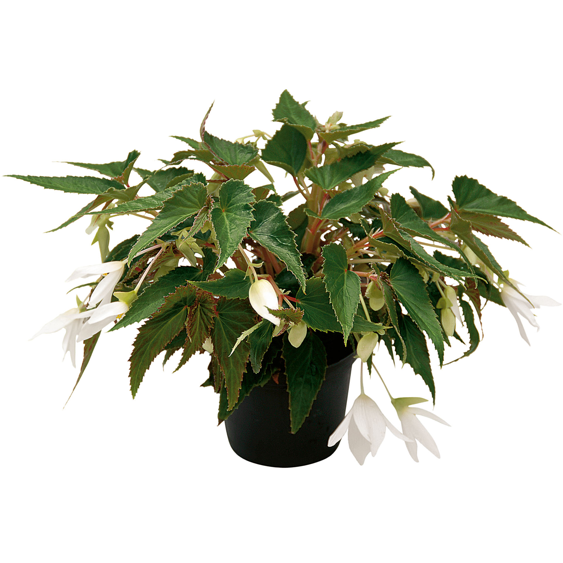 Hängebegonie - Begonia 'Summerwings White', 12cm Topf Hängebegonie - Begonia 'Summerwings White', 12cm Topf