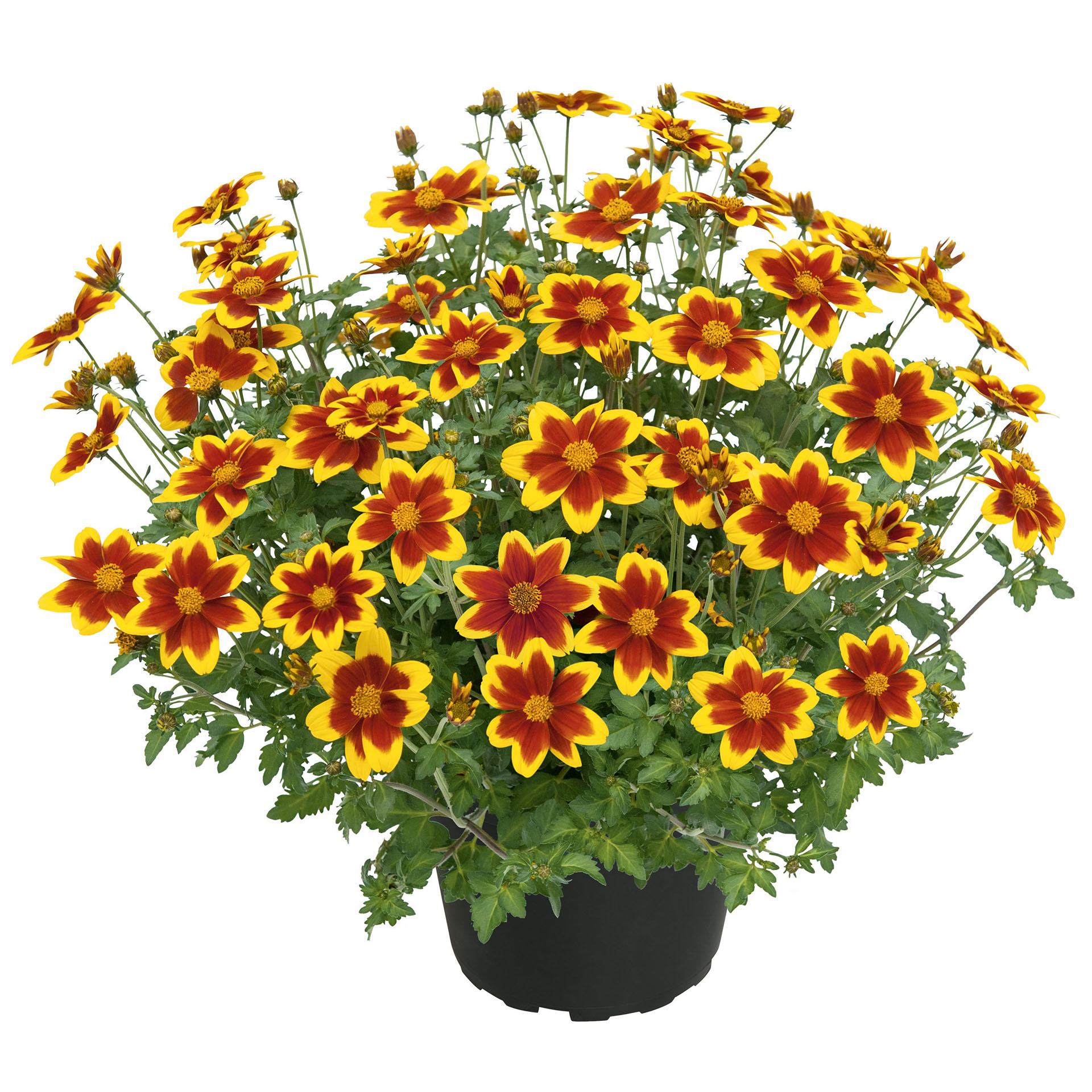 Goldmarie - Bidens ferulifolia 'Blazing Embers', 12cm Topf Goldmarie - Bidens ferulifolia 'Blazing Embers', 12cm Topf