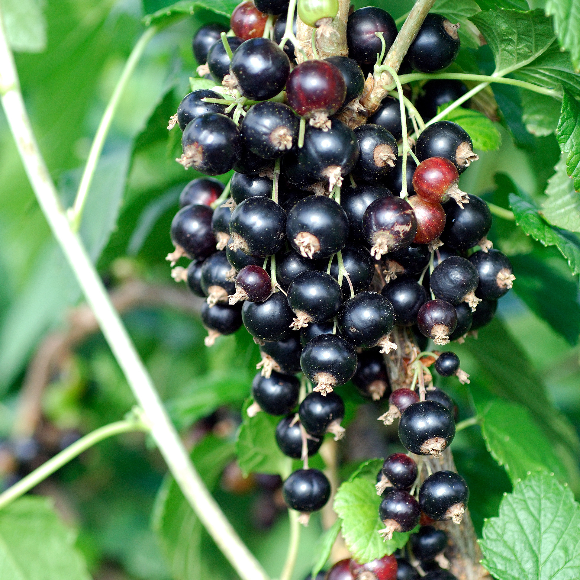 Schwarze Johannisbeere Titania-2 reife, schwarze Beeren an Zweig der Schwarzen Johannisbeere Titania