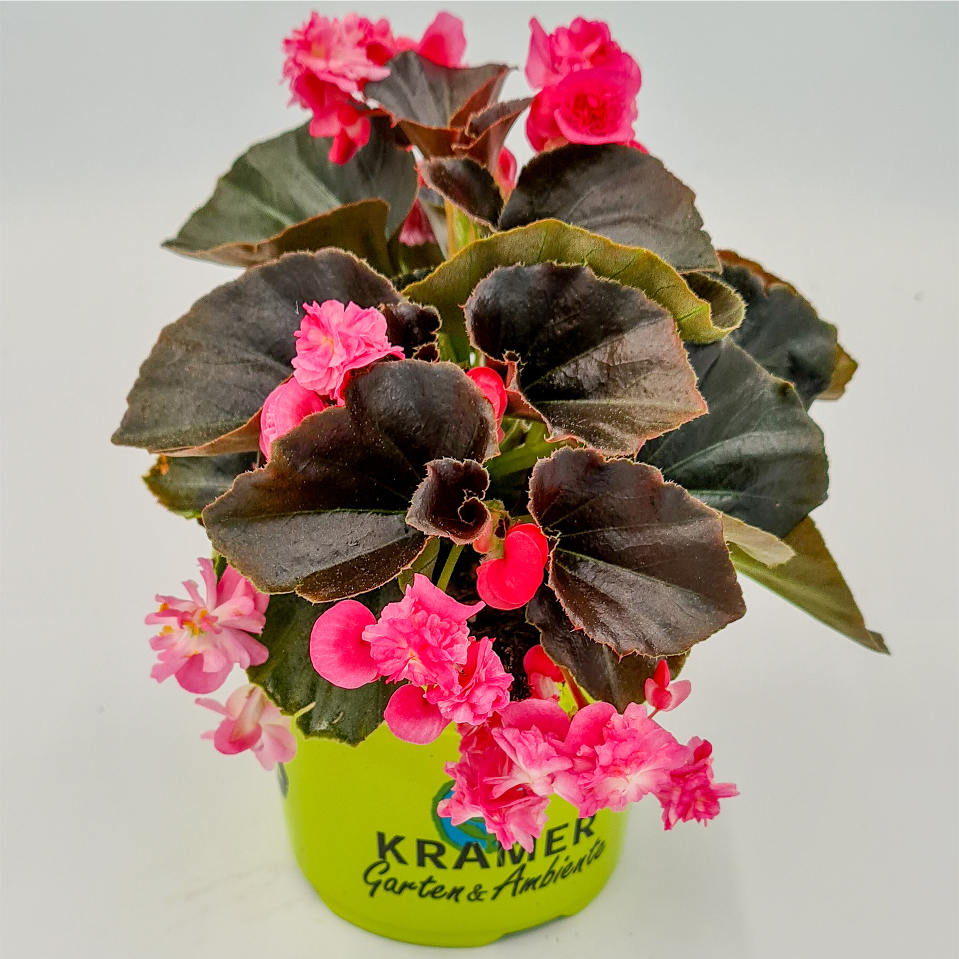 Eisbegonie gefüllt - Begonia x semperflorens 'Doublet® Rose', 12cm Topf Eisbegonie gefüllt - Begonia x semperflorens 'Doublet® Rose', 12cm Topf