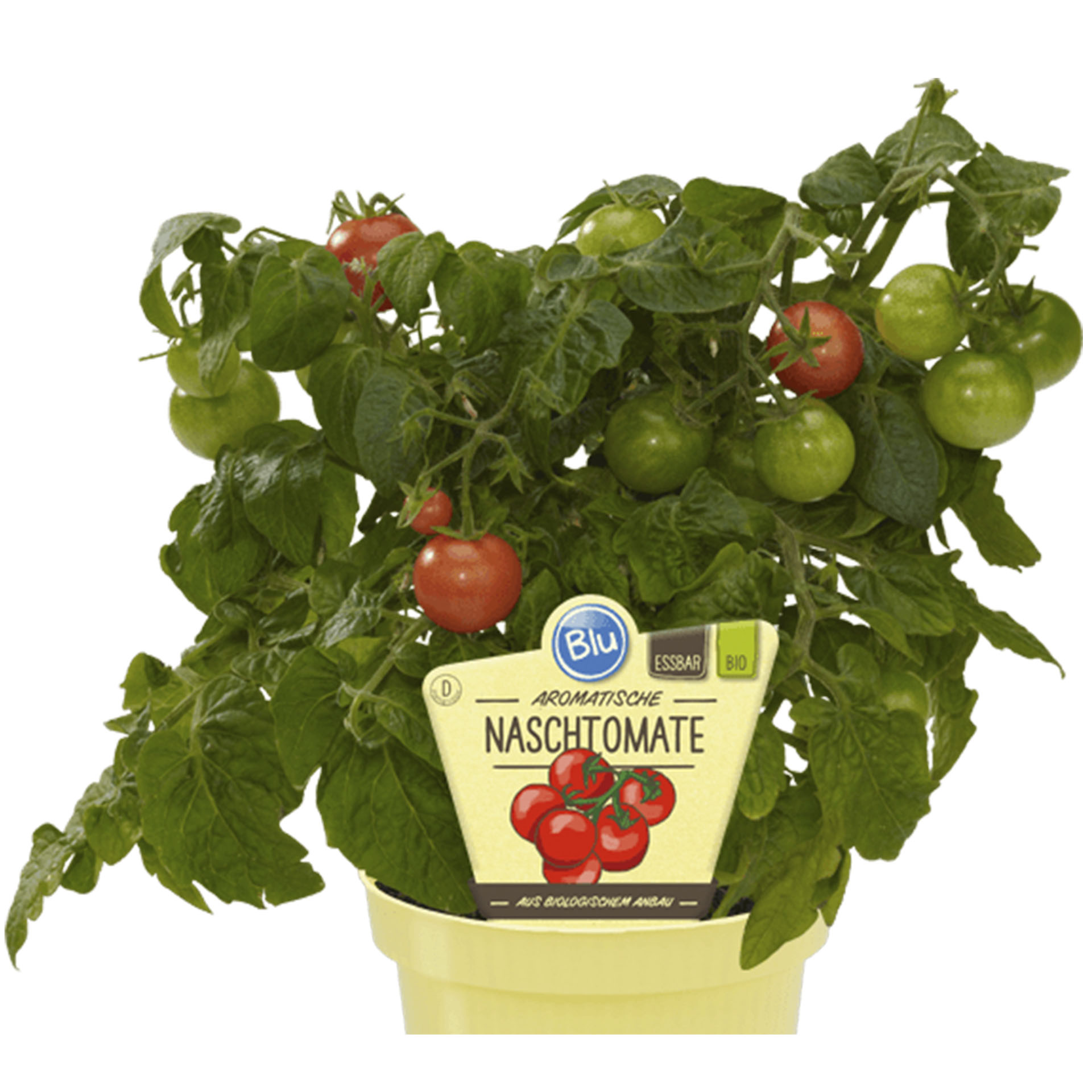 Pflanztopf mit Bio Naschtomate und Pflanzstecker