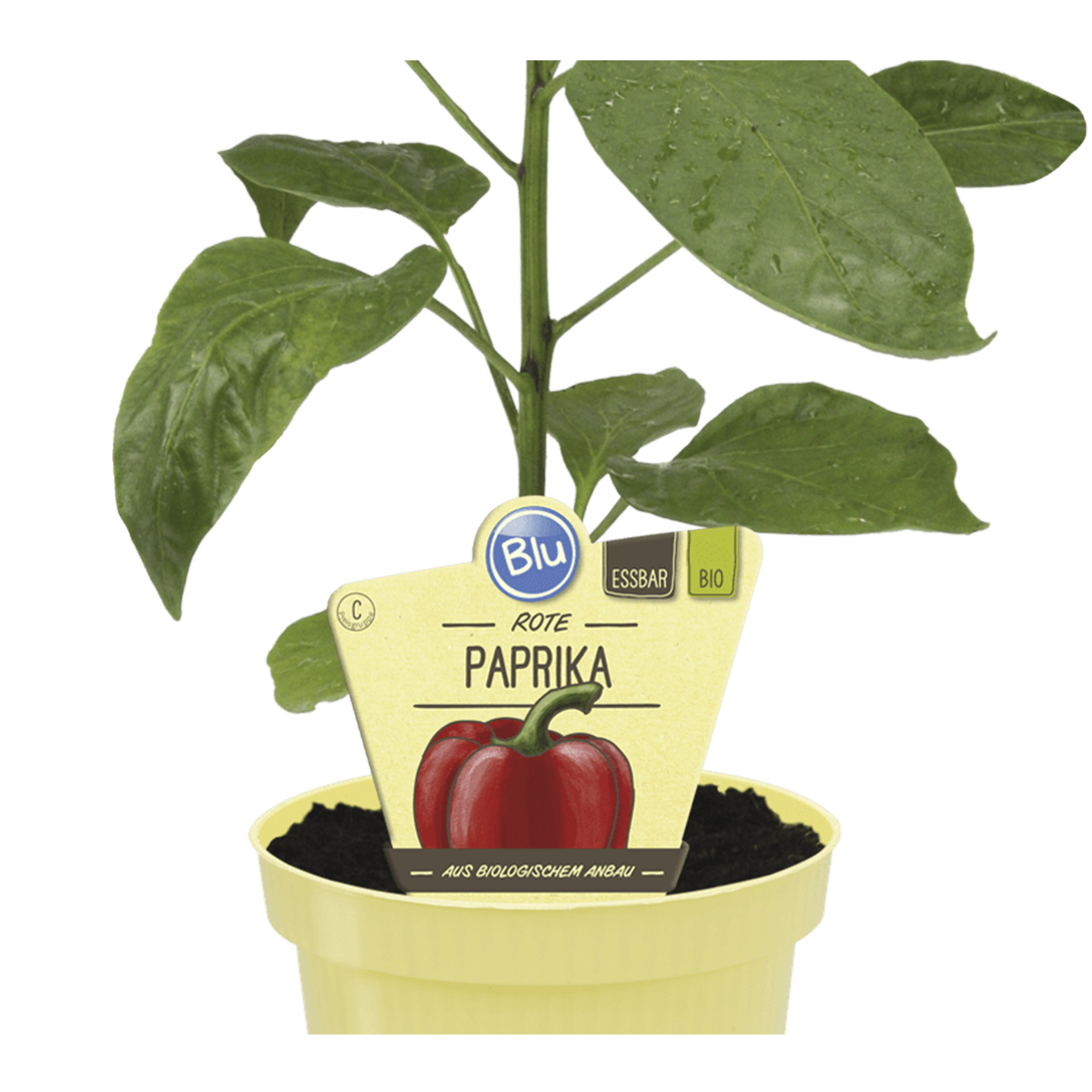 Rote BIO Paprika Rote BIO Paprika im Pflanztopf mit Pflanzenstecker