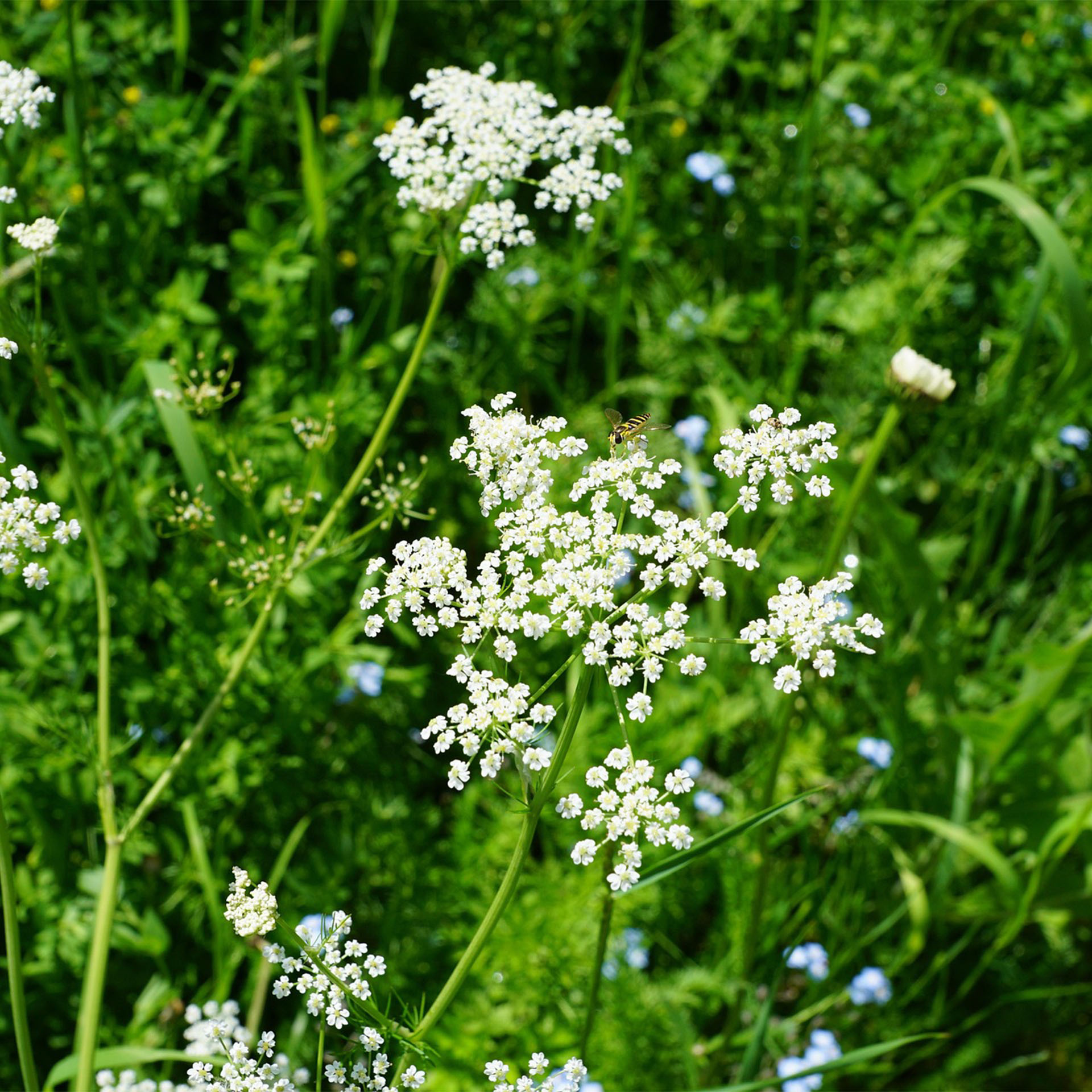Blume, Pflanze, Apiaceae, Kräuter, Blume, Pflanze, Apiaceae, Kräuter, Blume, Pflanze, Apiaceae, Kräuter