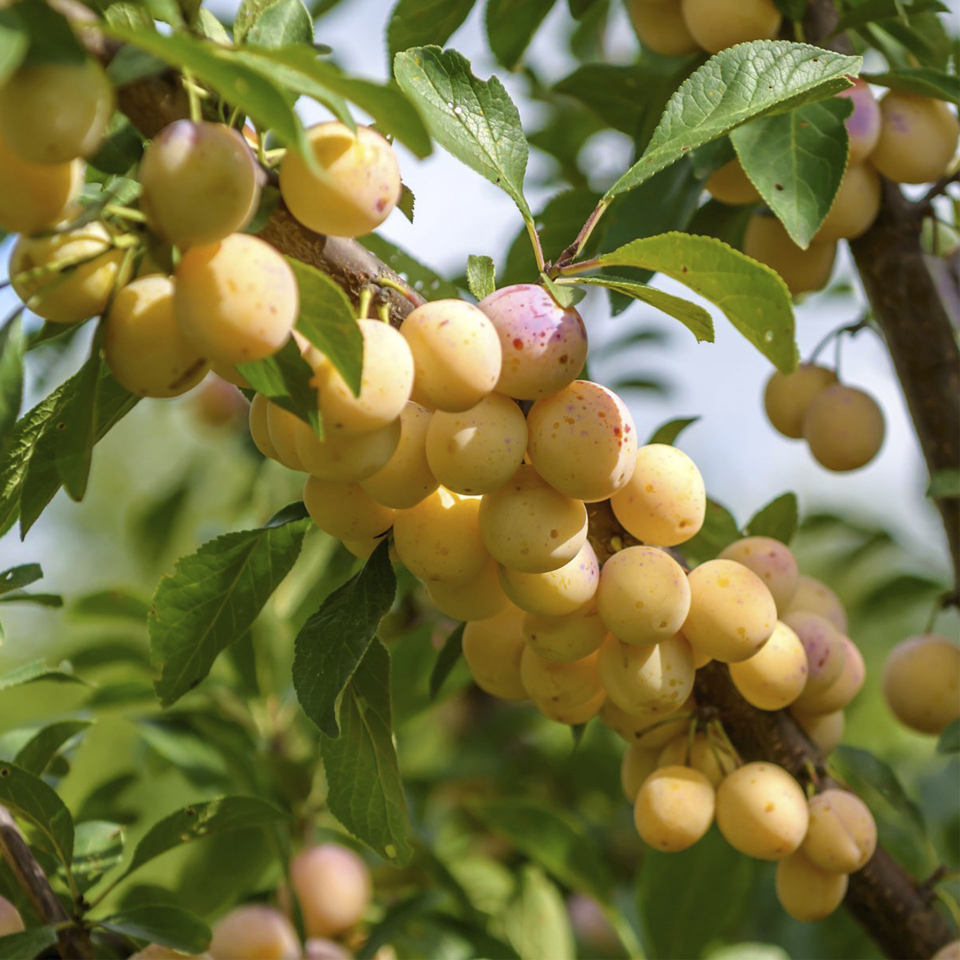 Ast der mit reifen Früchten der Mirabellen Nancymirabelle