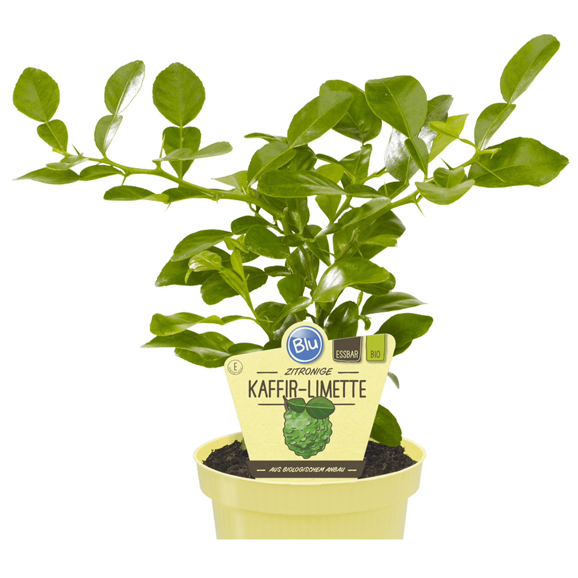 BIO Kaffir-Limette zitronig - Citrus hystrix, 12cm Topf