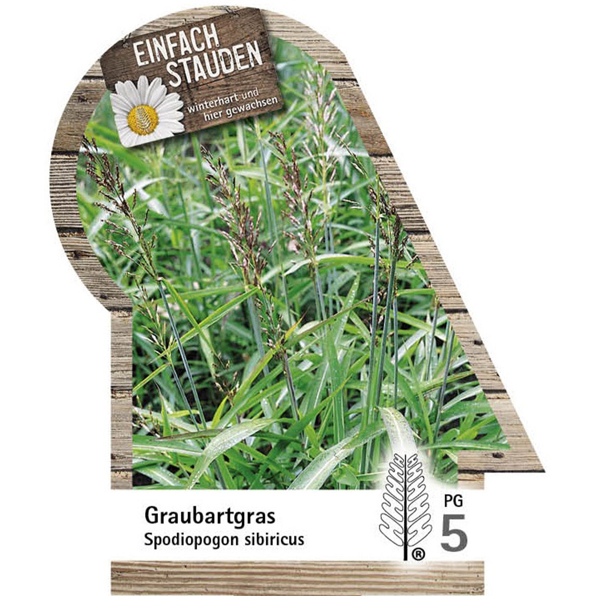 Graubartgras - Spodiopogon sibiricus Gras, Pflanze, Kräuterisch, Flachs, Bewuchs