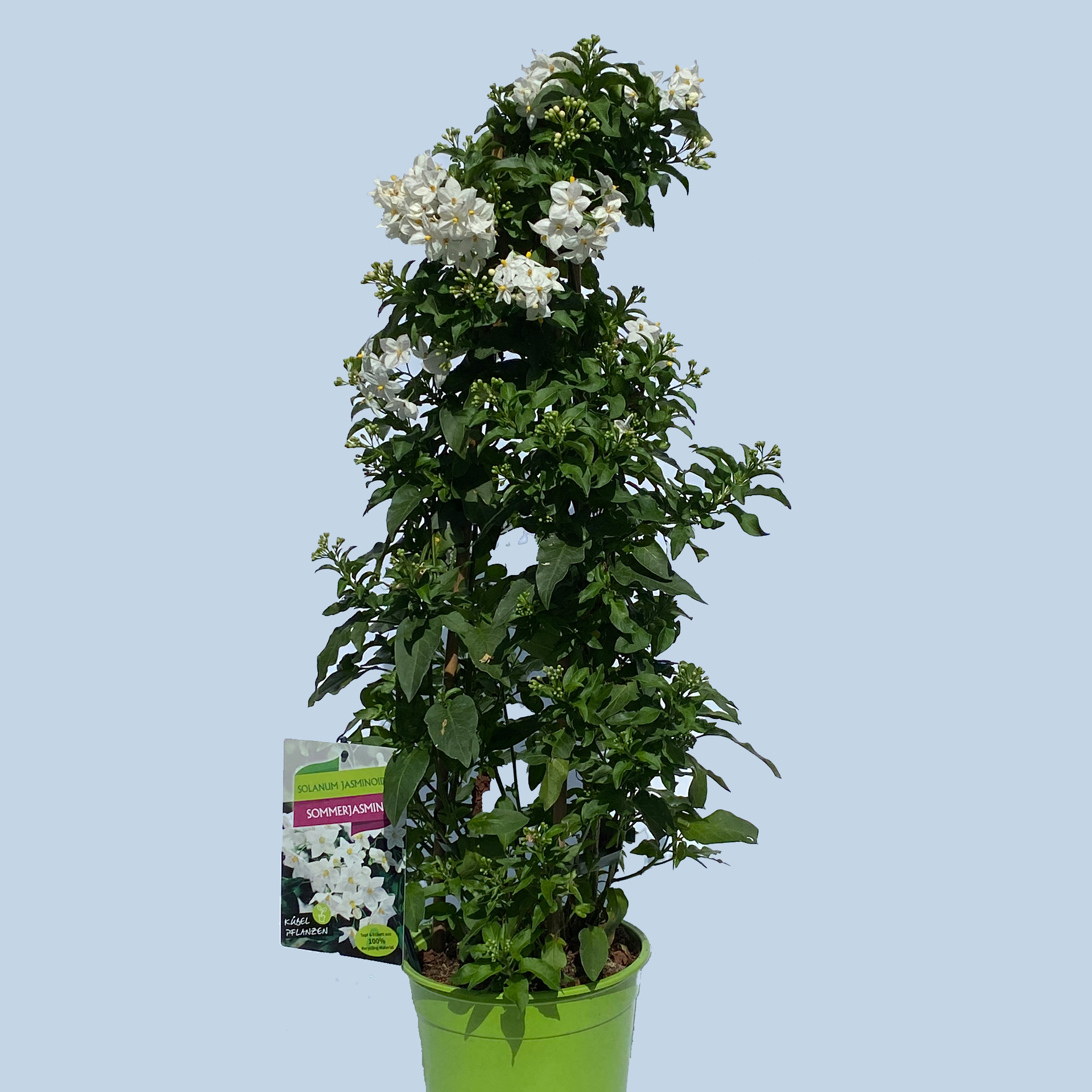 Falscher Jasmin Pyramide- Solanum jasminoides, 19cm Topf Falscher Jasmin Pyramide- Solanum jasminoides, 19cm Topf