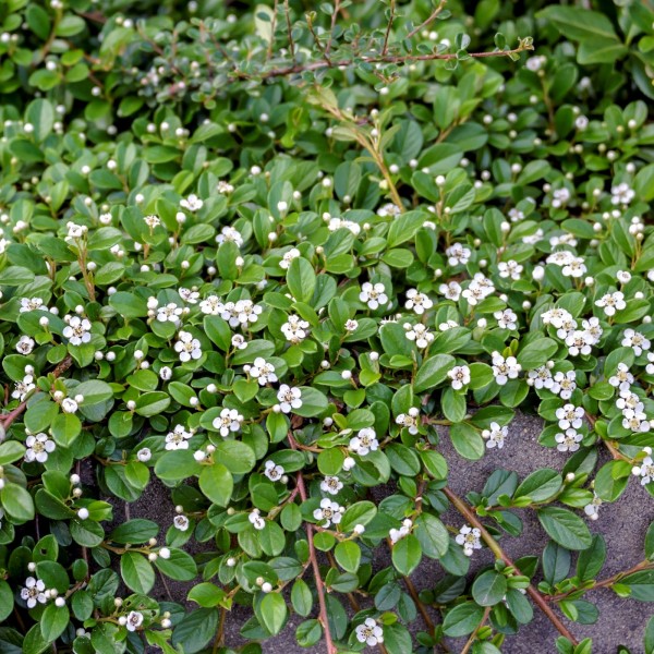 Cotoneaster dammeri Evergreen