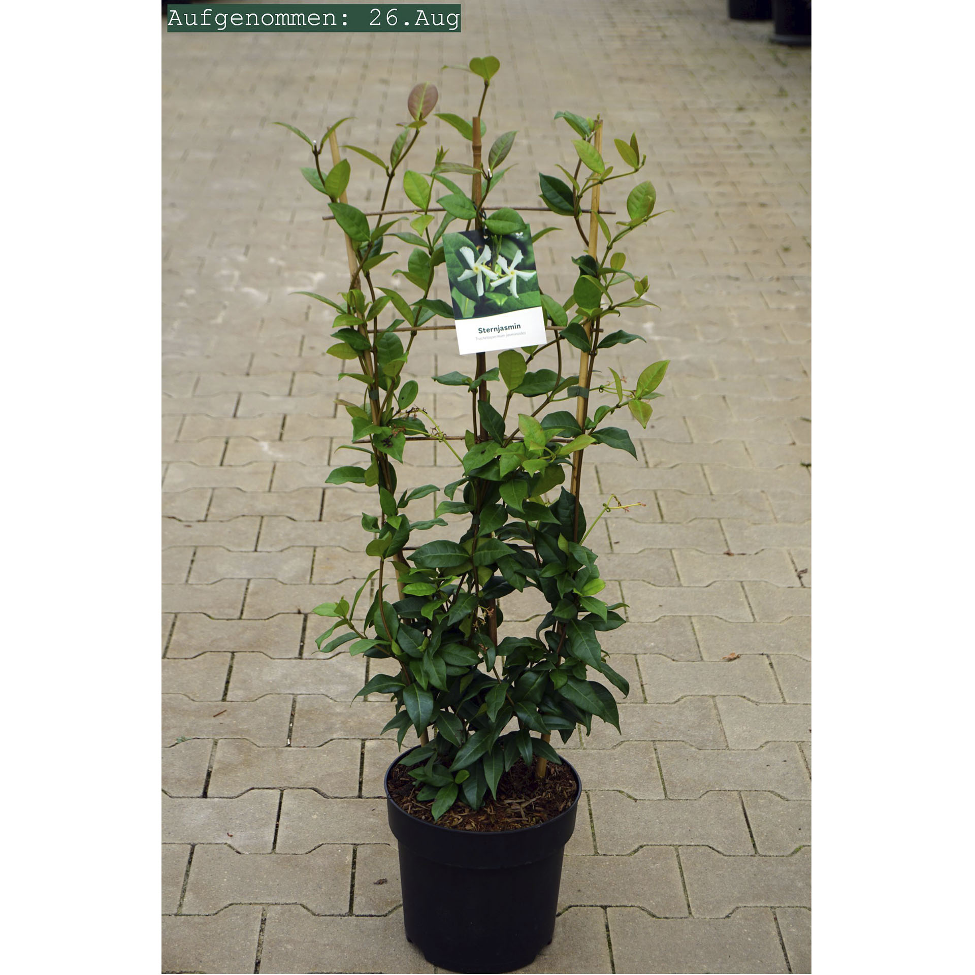 Sternjasmin im Pflanztopf mit Pflanzenschild