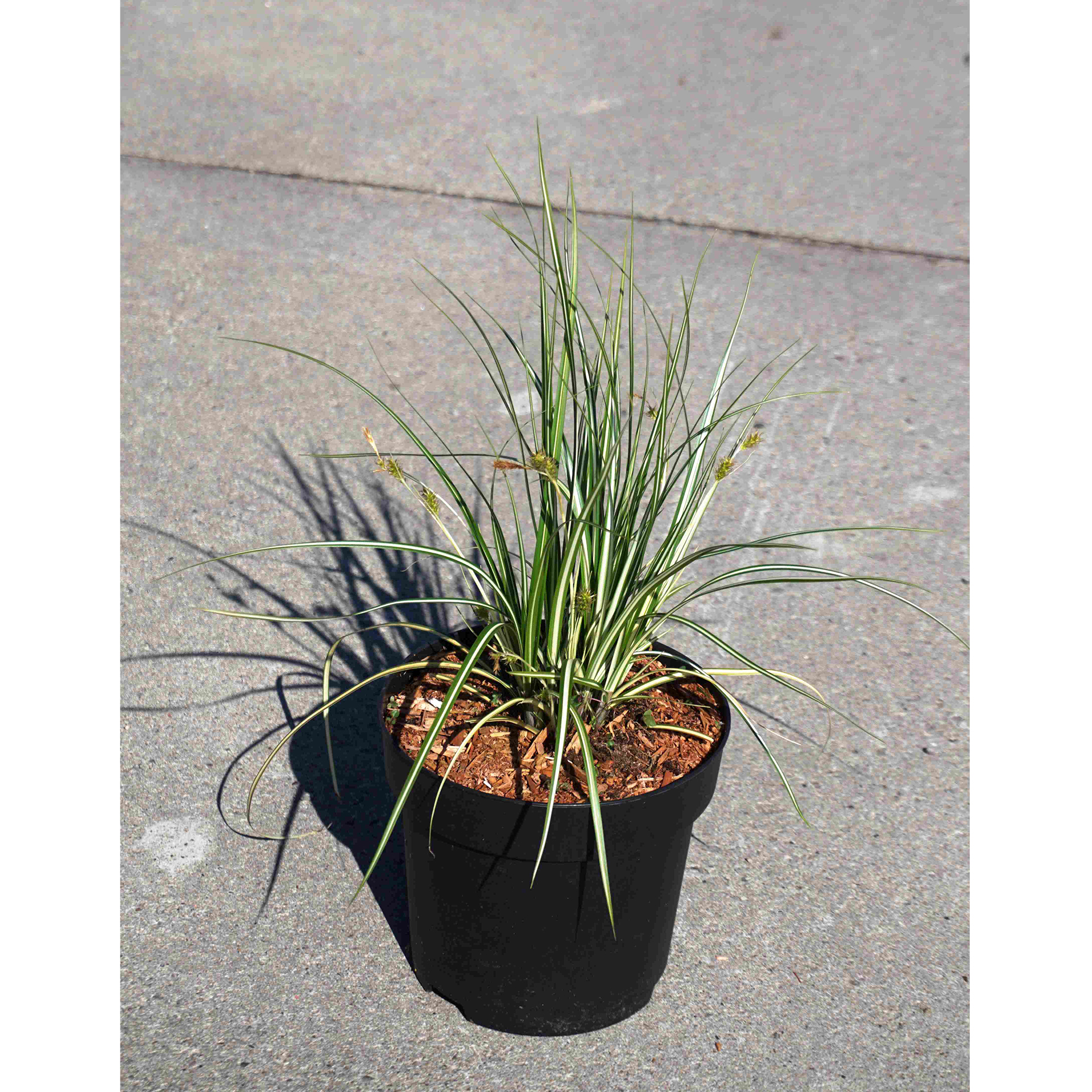 Segge - Carex hachijoensis 'Evergold', C2,8 Segge - Carex hachijoensis 'Evergold', C2,8