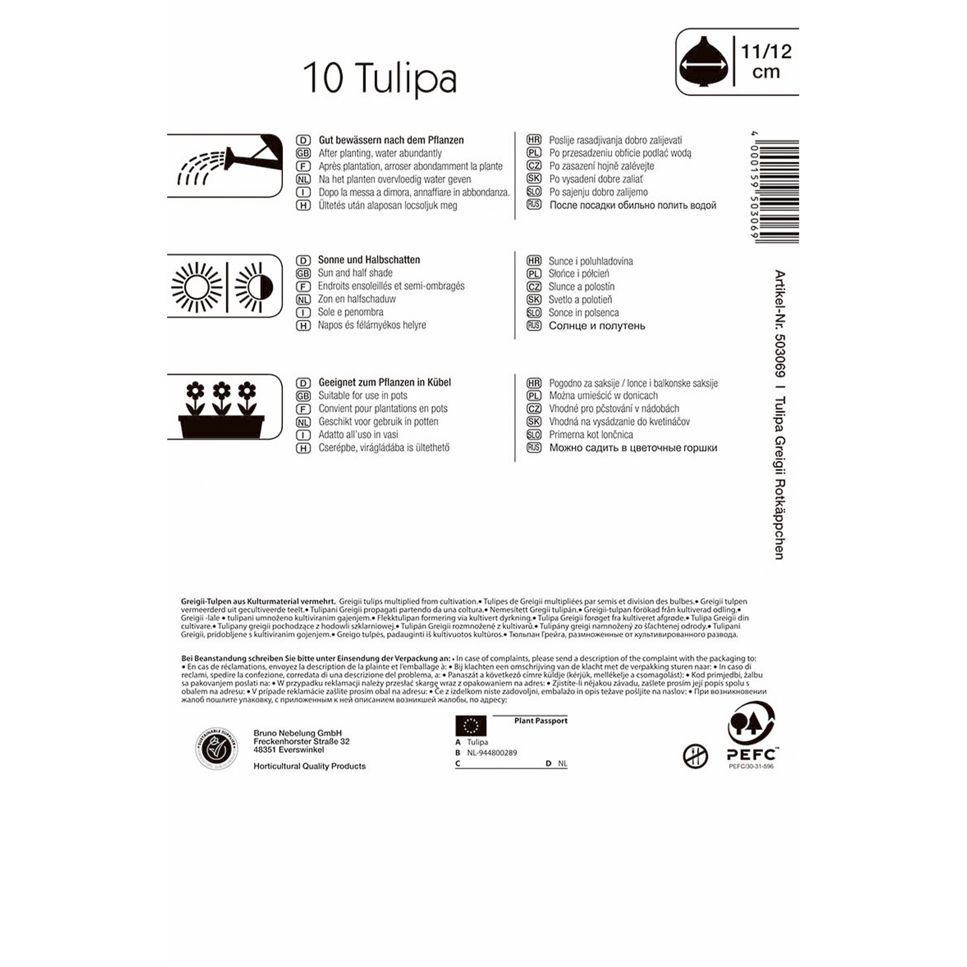 Tulpe Rotkäppchen Blumenzwiebel 2