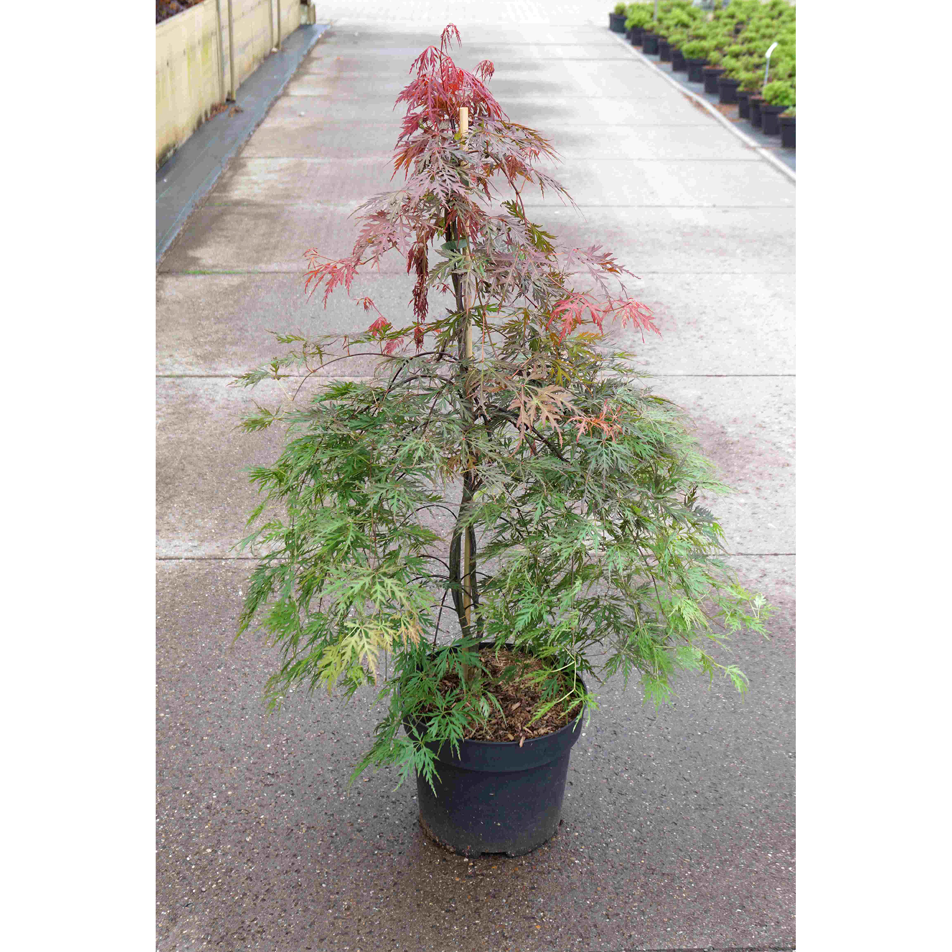 Japanischer Schlitzahorn - Acer palmatum 'Orangeola', C10 80-100cm Japanischer Schlitzahorn - Acer palmatum 'Orangeola', C10 80-100cm