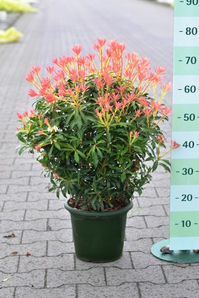 Lavendelheide/ Pieris japonica 'Forest Flame'