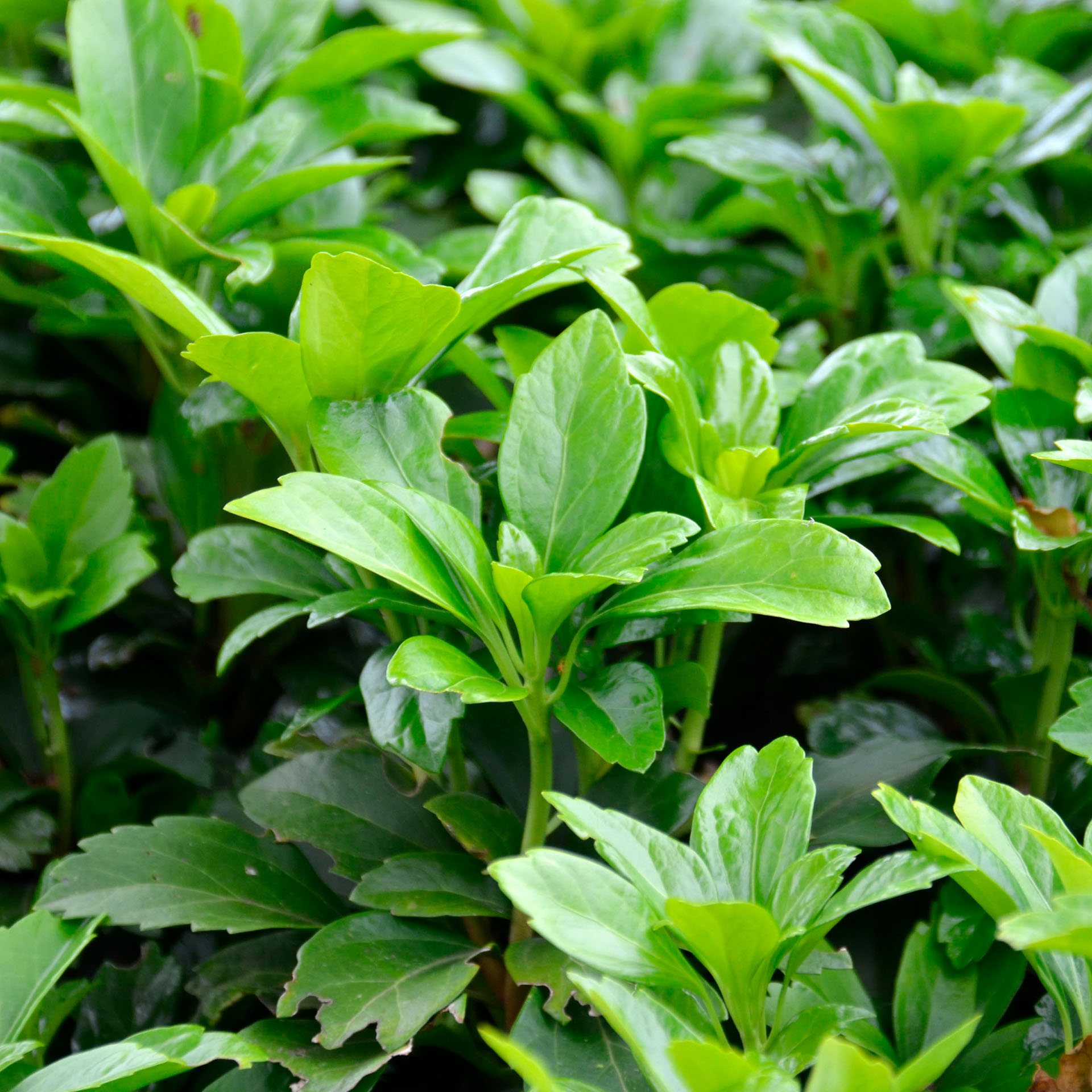 Bodendecker immergrün Grabbepflanzung Dauerbepflanzung