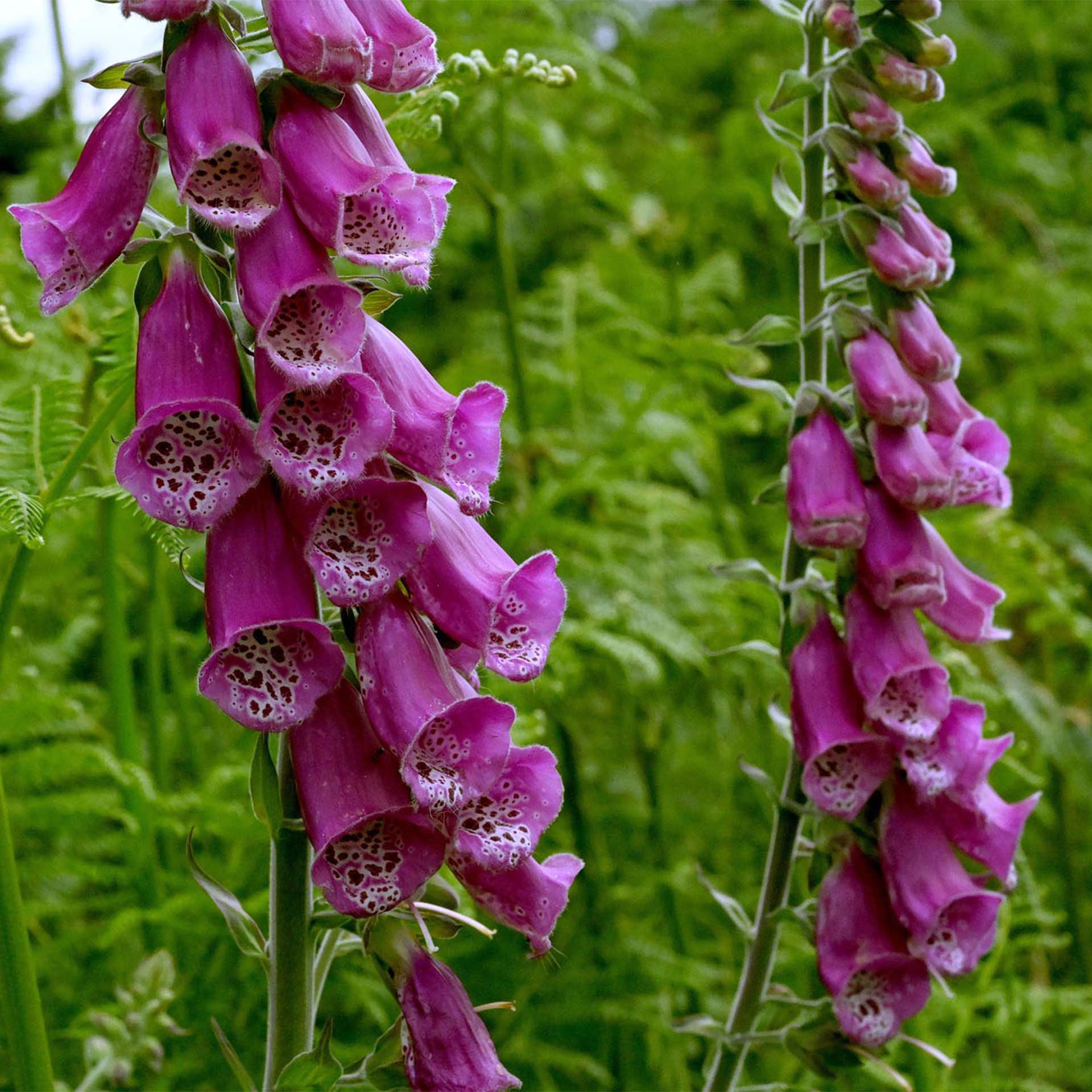 Flachetter, Fingerhut, Digitalis purpurea, Blüten, PfauengefärbteBlüten