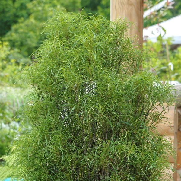 Rhamnus frangula Faulbaum