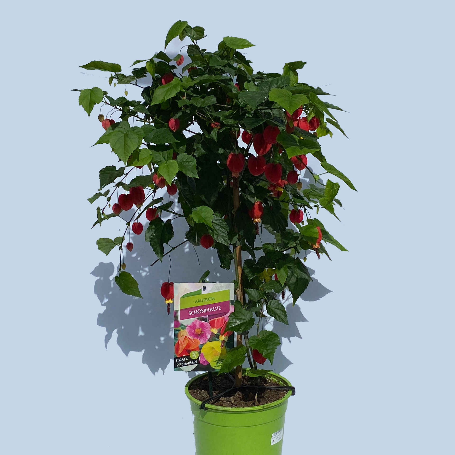 Schönmalve Stamm - Abutilon Hybride rot-gelb, 19cm Topf Schönmalve Stamm - Abutilon Hybride rot-gelb, 19cm Topf