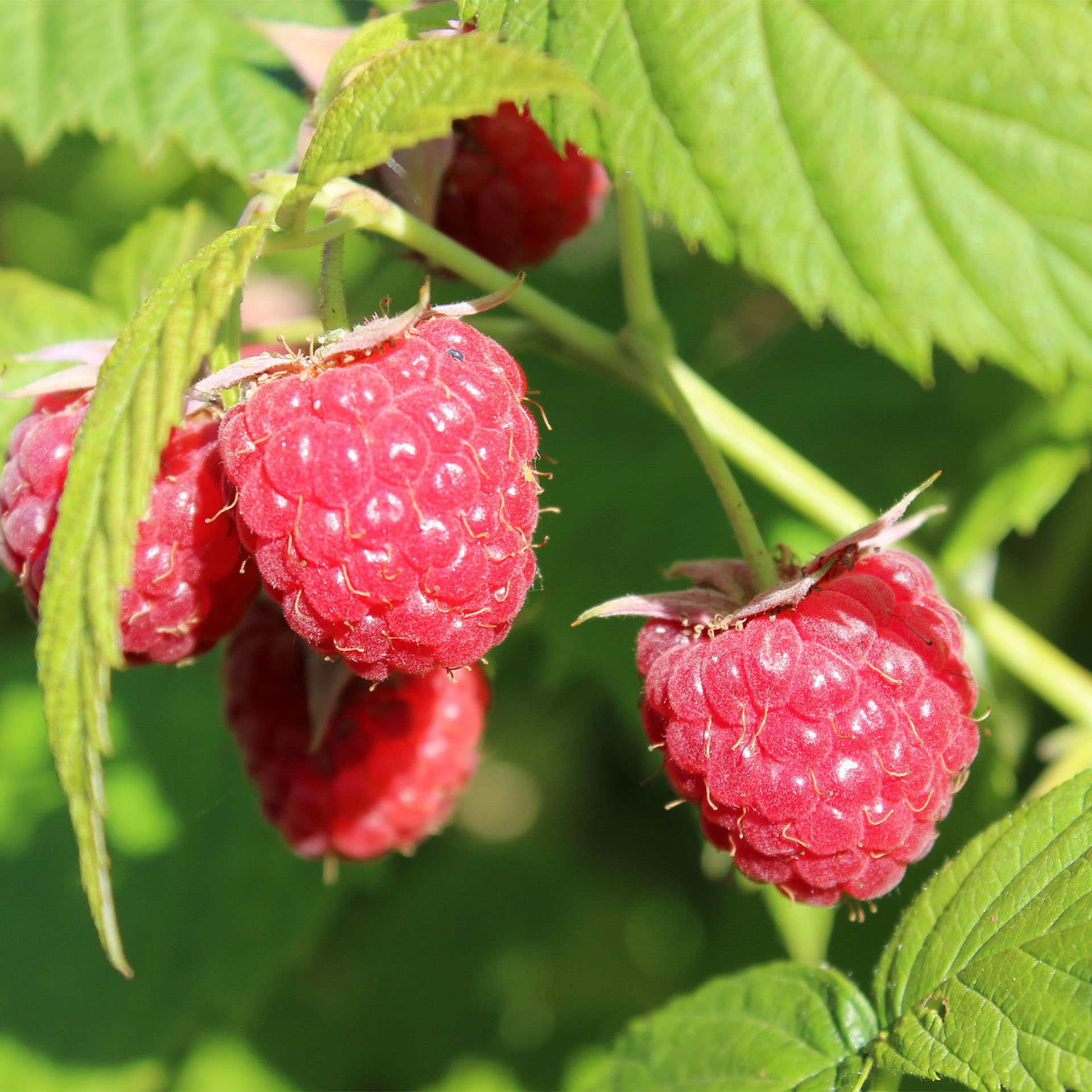 BIO Himbeere Primeberry Autumn Bell reife Himbeeren am strauch