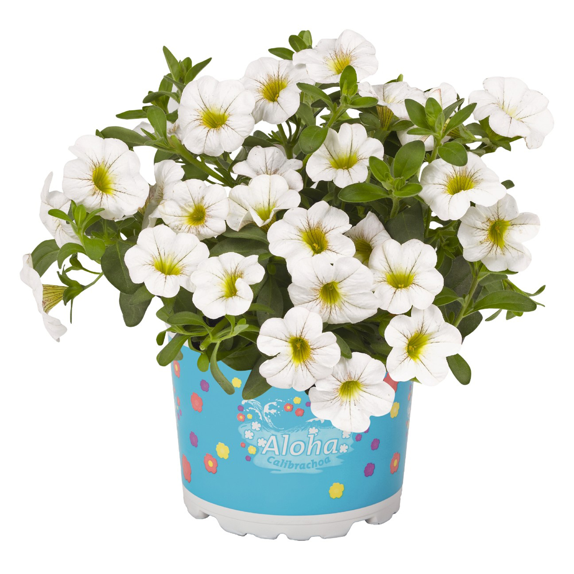 Kona-white Zauberglöckchen - Calibrachoa 'Aloha Kona White', 12cm Topf