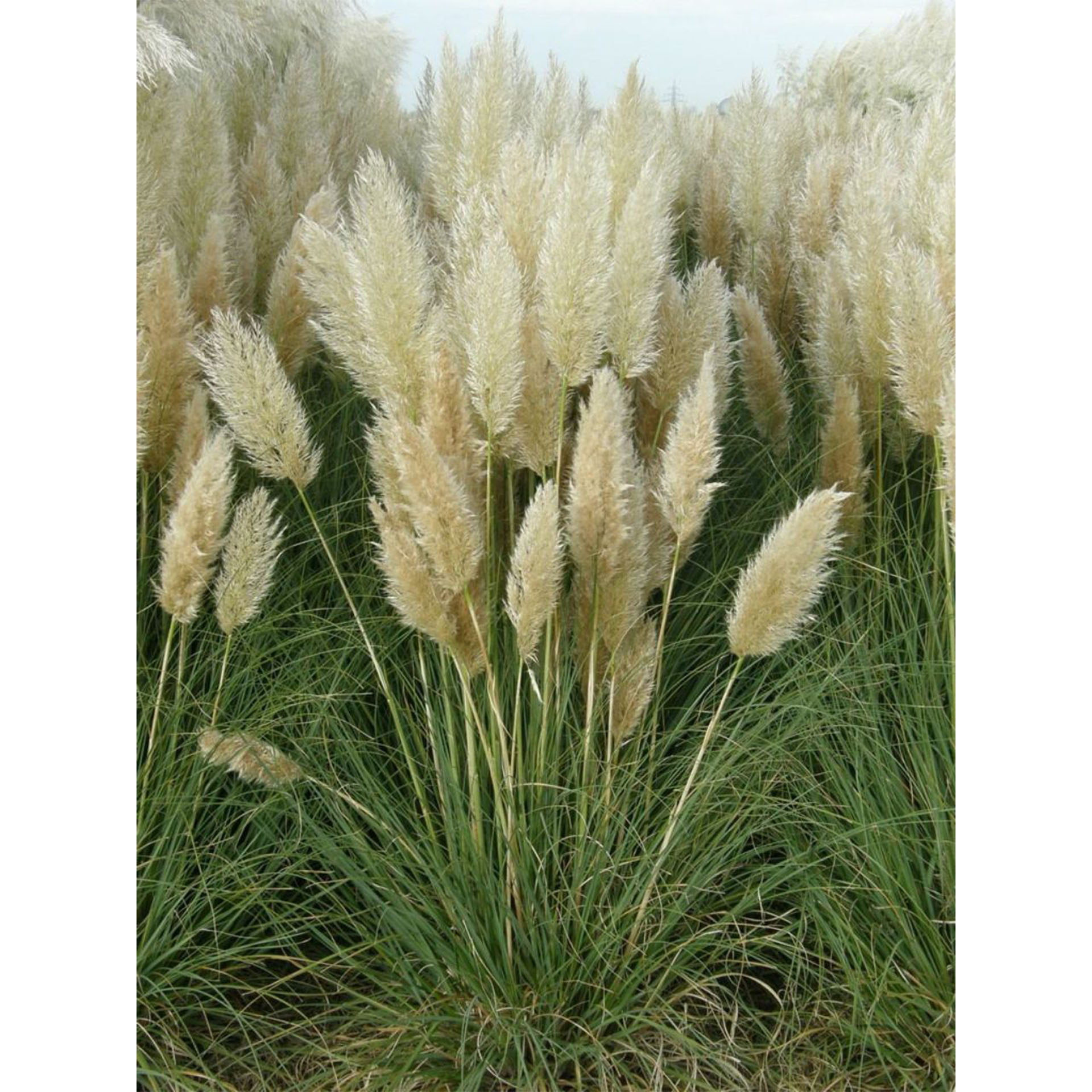Kleines Pampasgras - Cortaderia selloana 'Pumila', C5 Pflanze, Schilf, Vegetation, Gras, Pflanze, Vegetation, Schilf, Gras