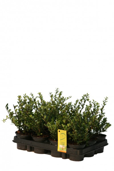 Ilex crenata 'dark green'