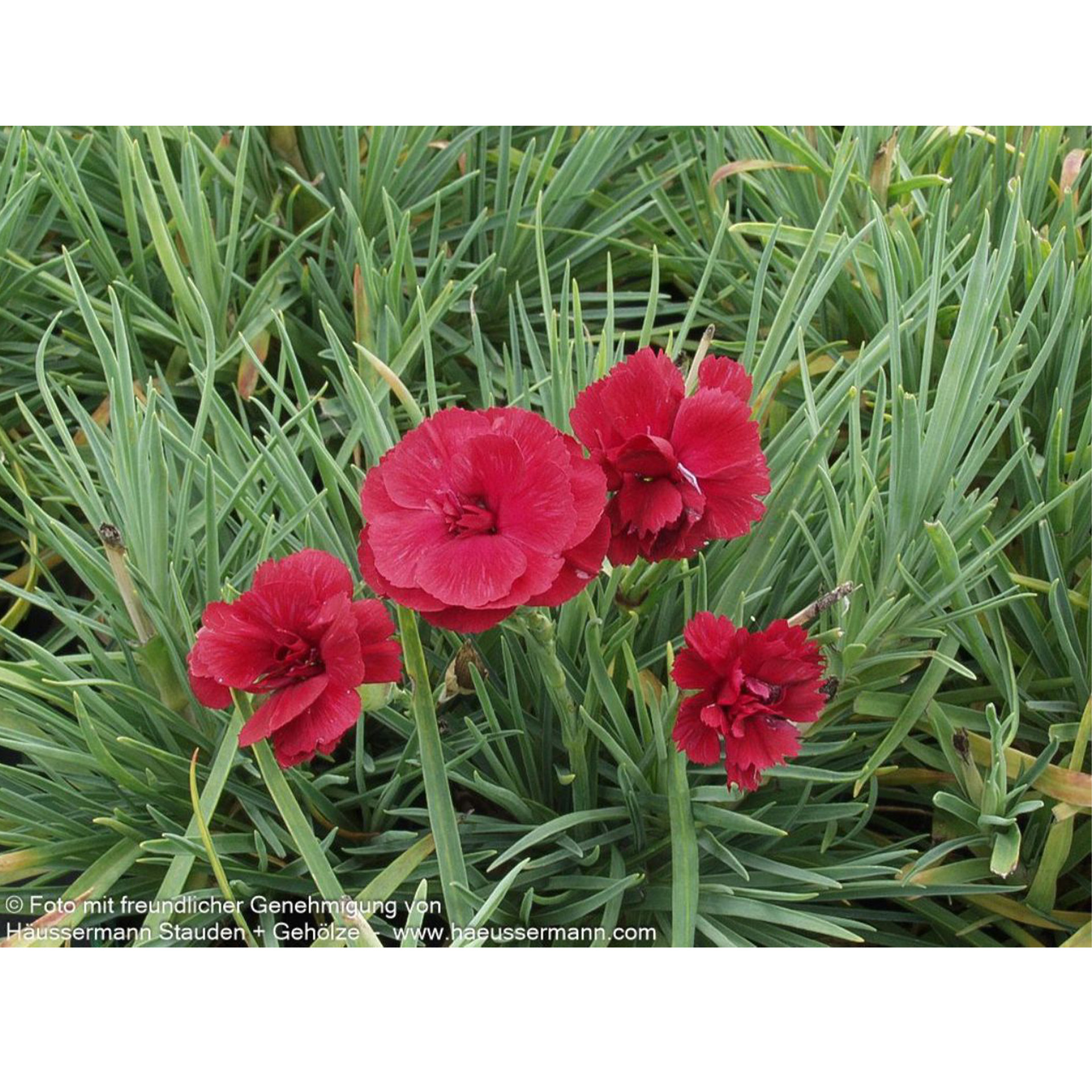 Blume, Pflanze, Nelke, Rose