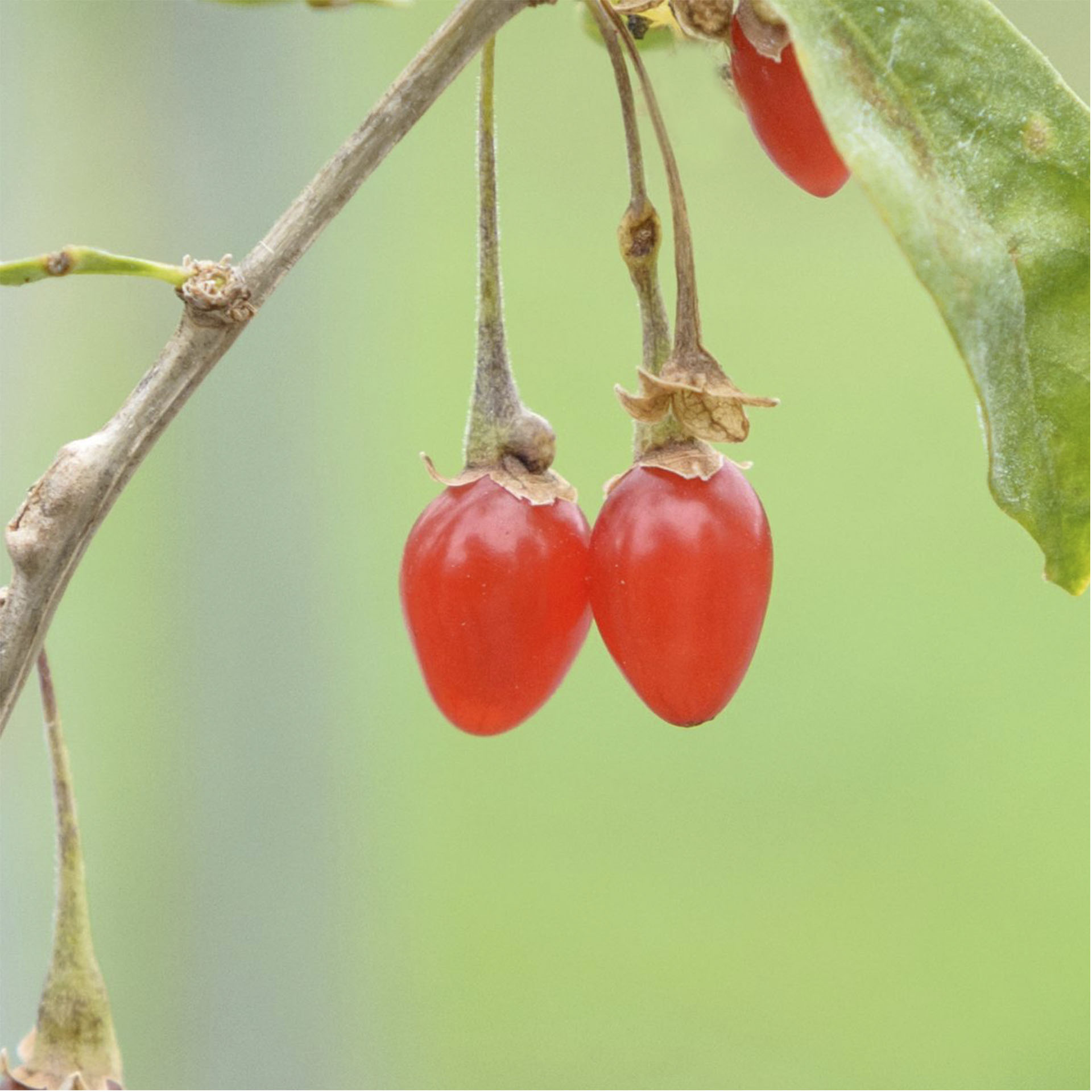 Goji-Beere Instant Success-2 reife Goji-Beeren an Zweig des Instant Success
