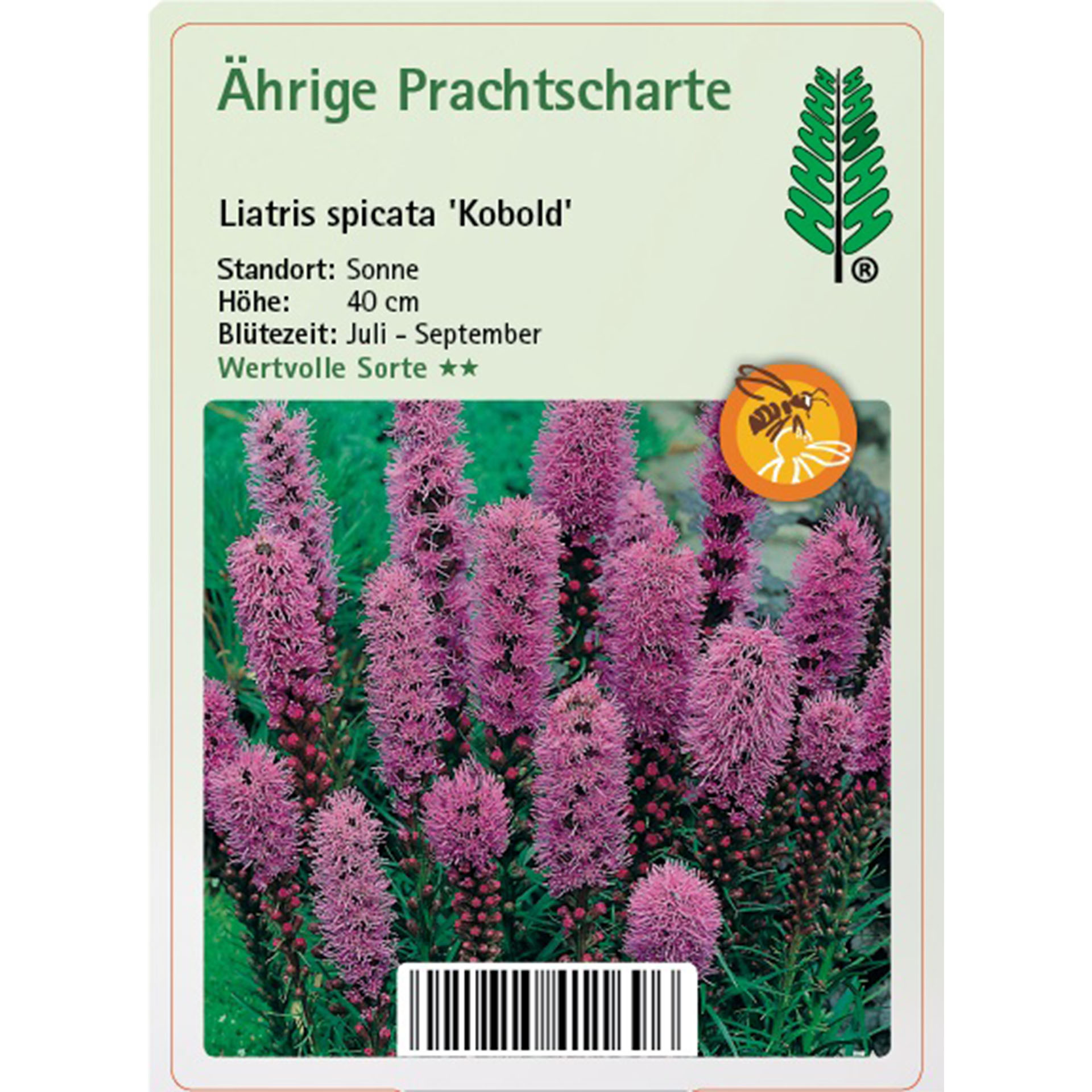 Ährige Prachtscharte - Liatris spicata 'Kobold' Blume, Pflanze, Lupine, Purpur, Gras