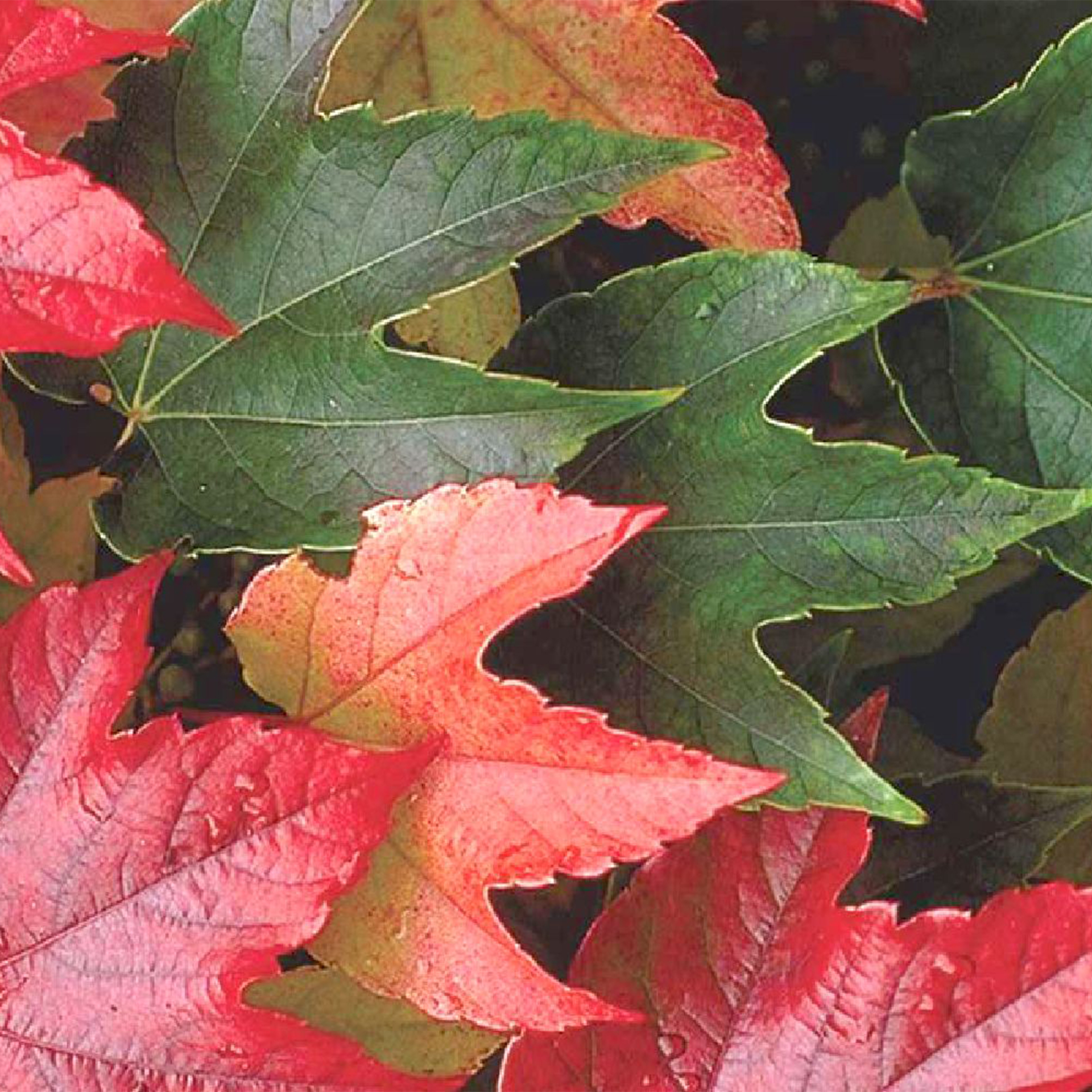 Jungfernrebe - Parthenocissus tric. 'Veitchii', C2 40-60cm Jungfernrebe - Parthenocissus tric. 'Veitchii', C2 40-60cm