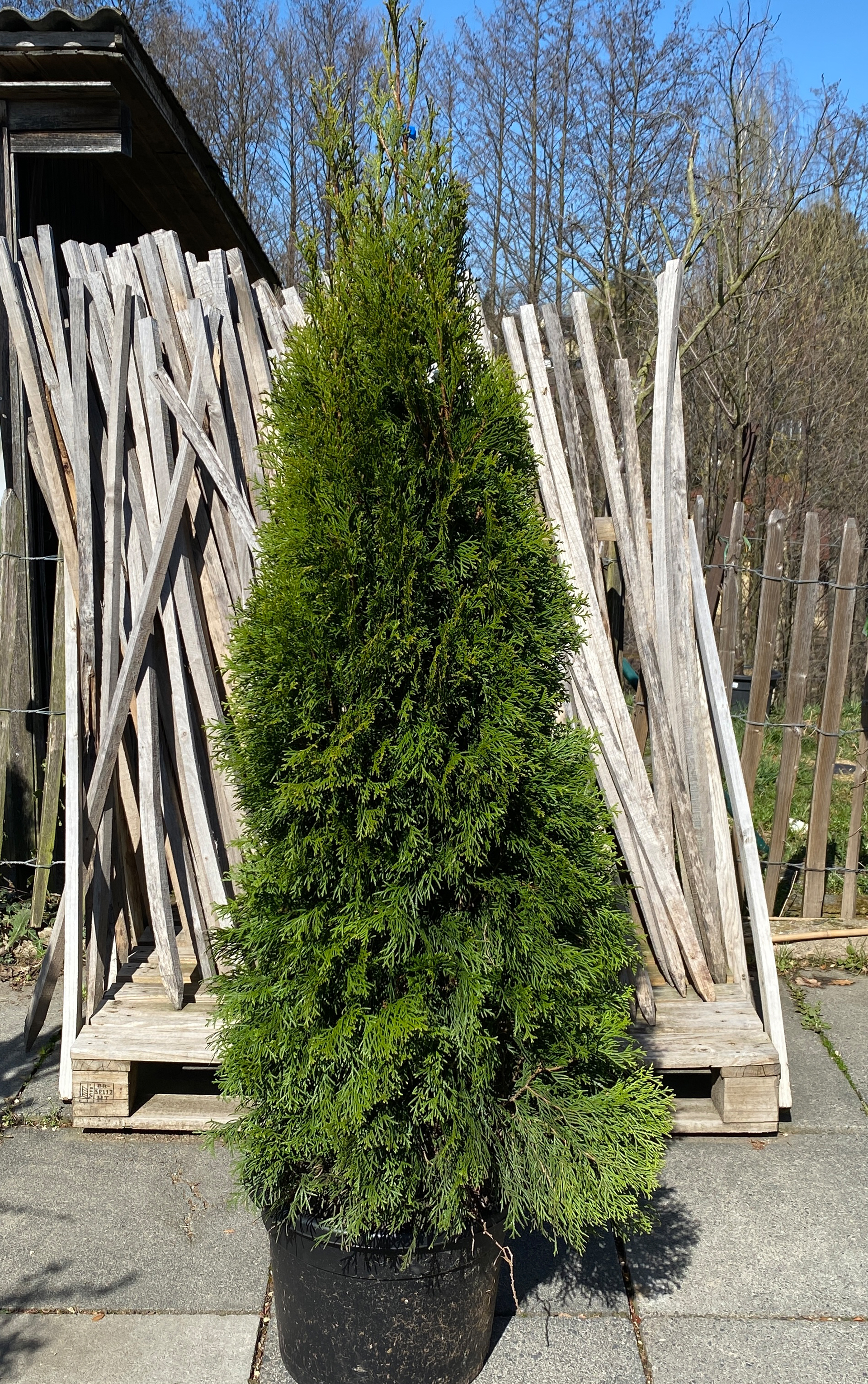 Thuja / Lebensbaum - Thuja occidentalis 'Smaragd', 120-140cm Thuja / Lebensbaum - Thuja occidentalis 'Smaragd', 120-140cm
