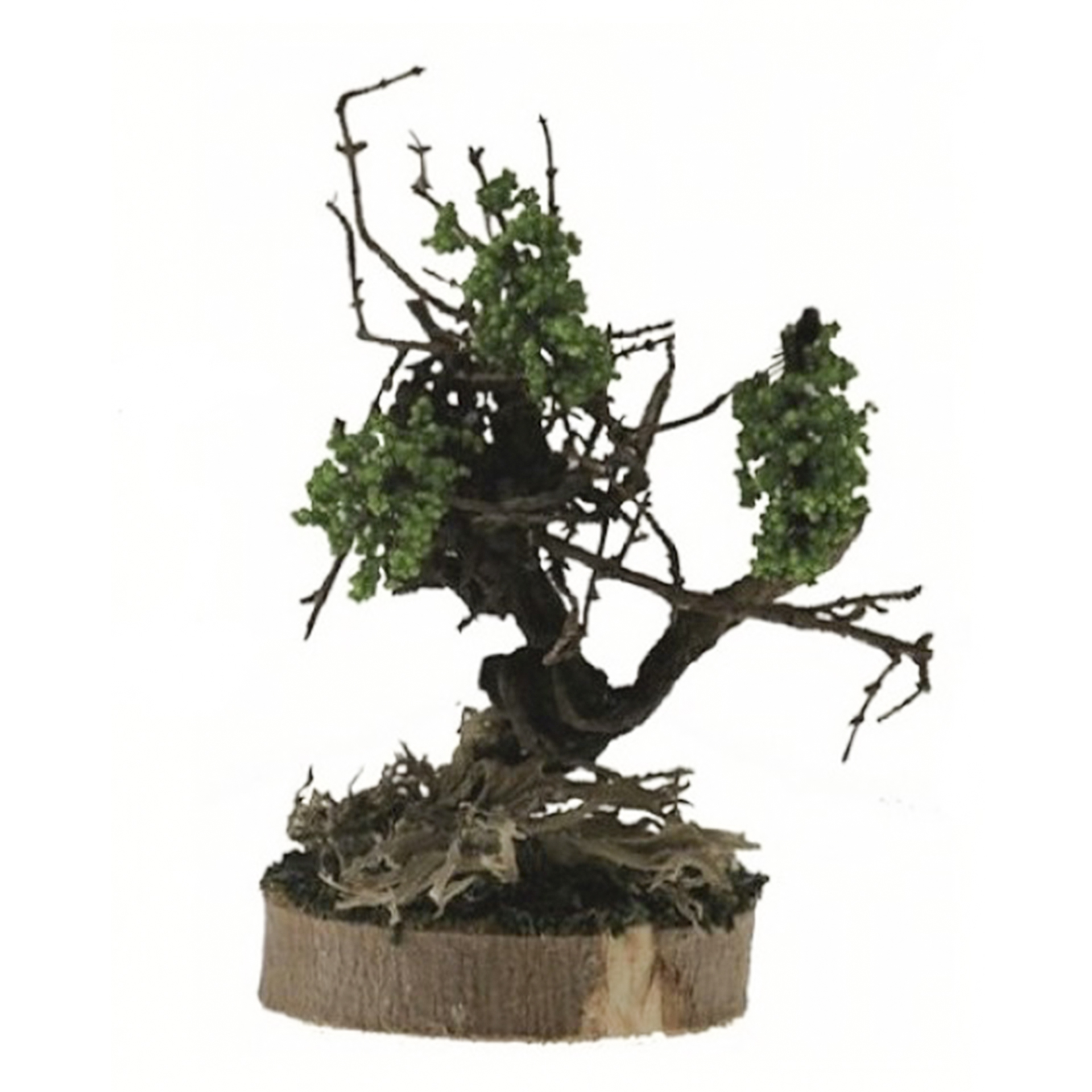 Krippenbotanik Weinstock zur Gestaltung Ihrer Krippenlandschaft