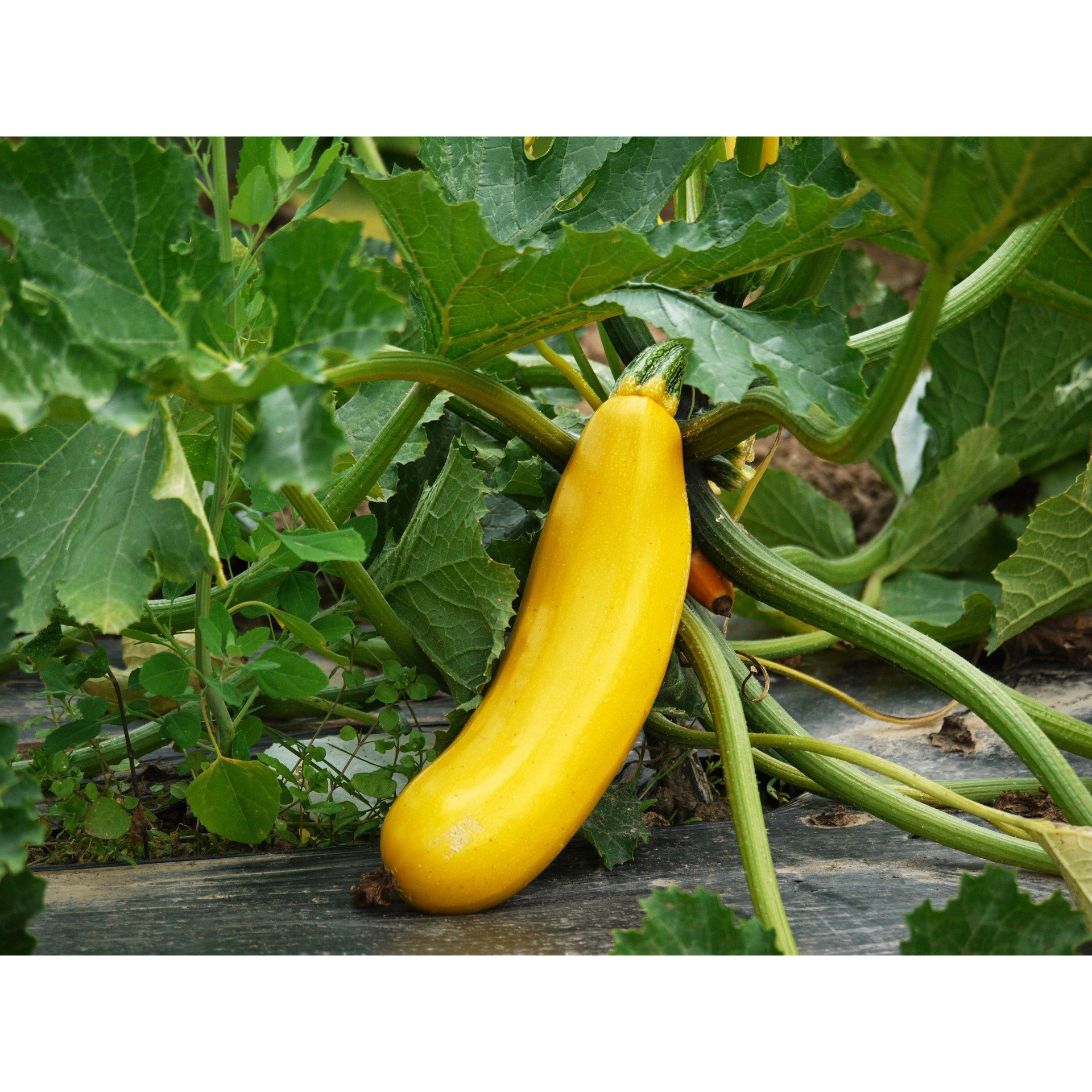 Zucchini gelb