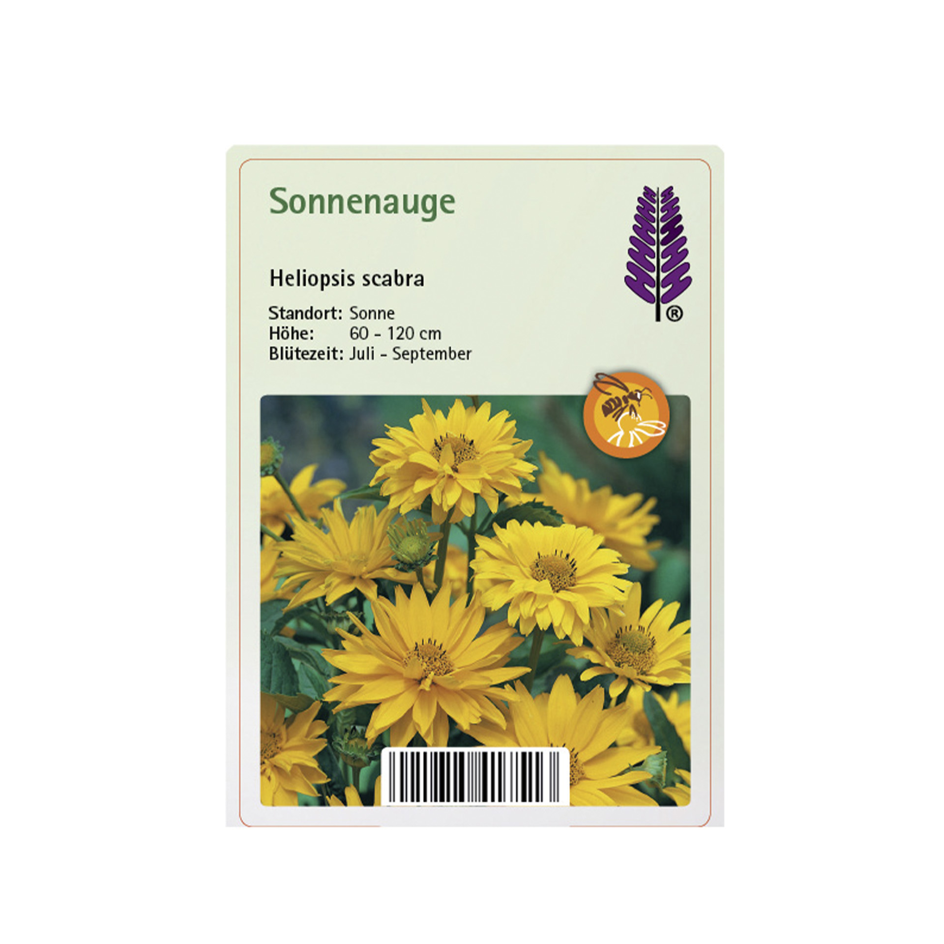 Sonnenauge - Heliopsis scabra, 11cm Topf