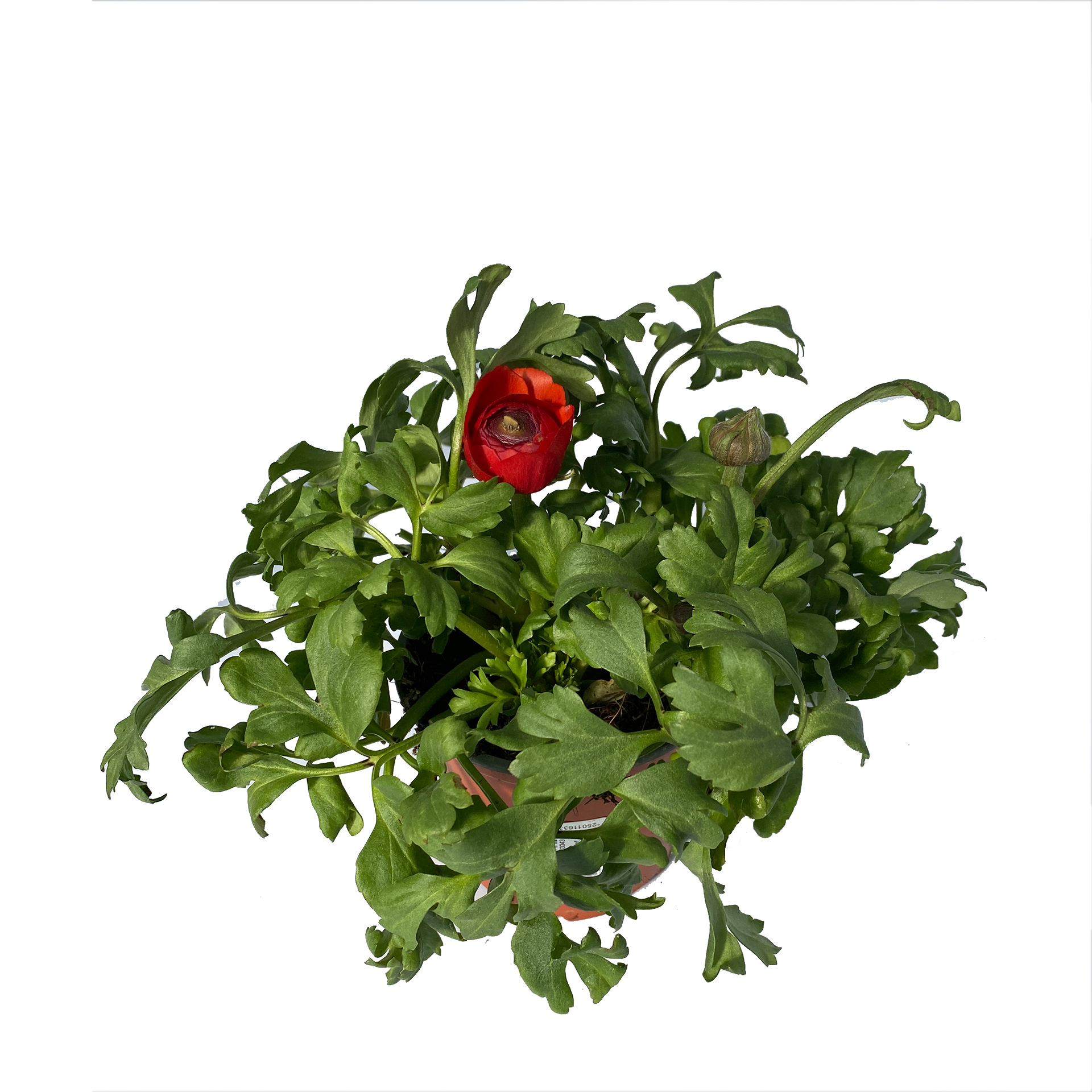 Ranunkel - Ranunculus asiaticus, rot, 12cm Topf Ranunkel - Ranunculus asiaticus, rot, 12cm Topf