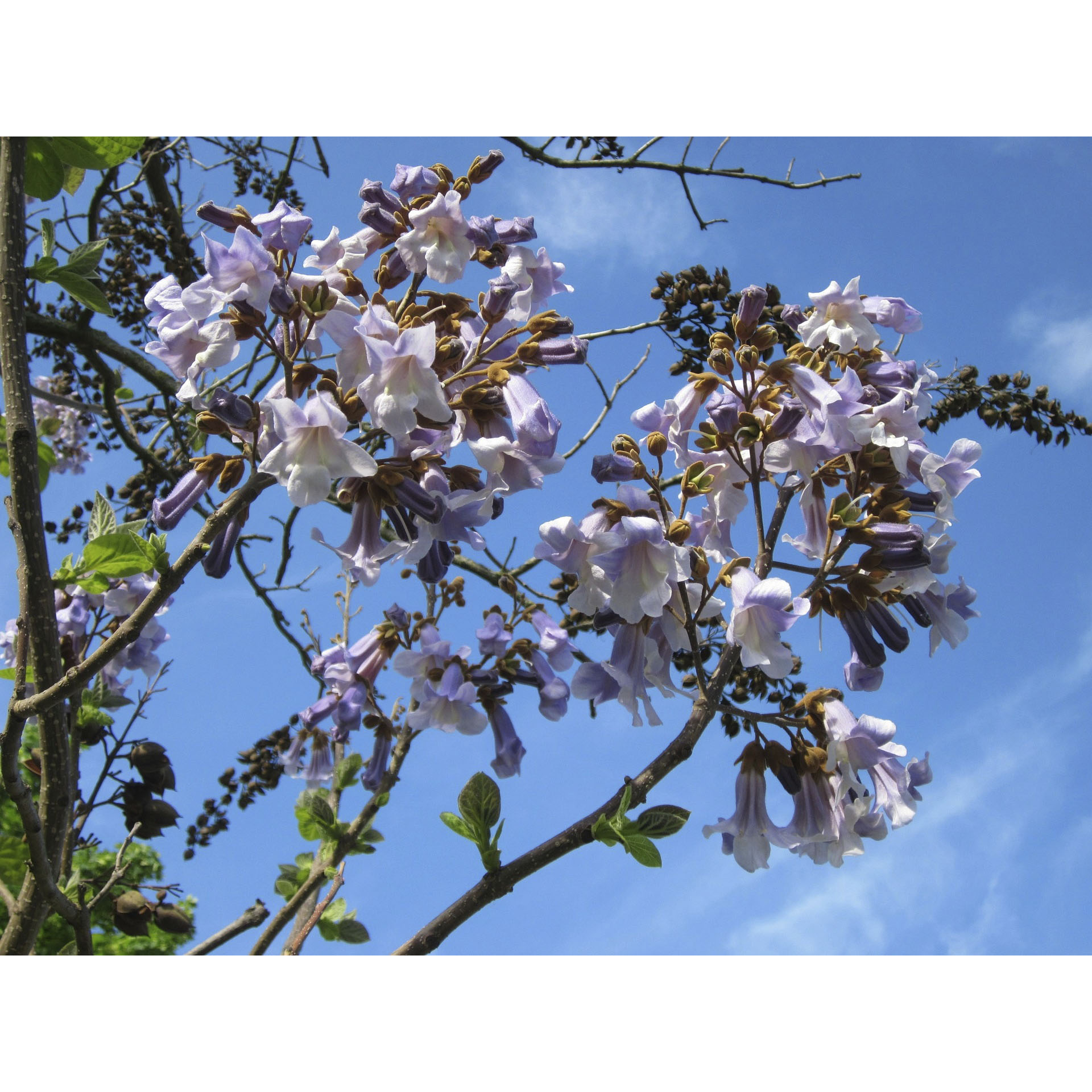 BIO CO2-Klimabaum Kiri-Baum - Paulownia tomentosa