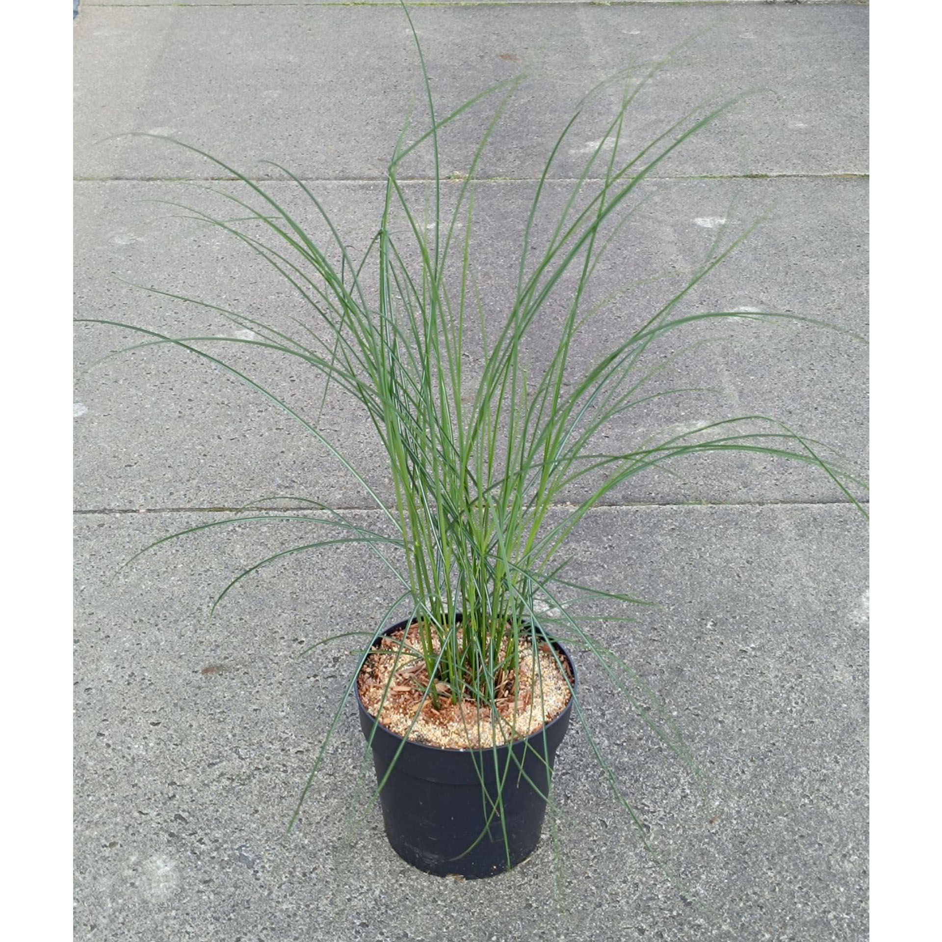 Chinaschilf - Miscanthus sinensis 'Kleine Fontäne' Chinaschilf - Miscanthus sinensis 'Kleine Fontäne', Pflanze, Vegetation, Gras, Essen, Produzieren