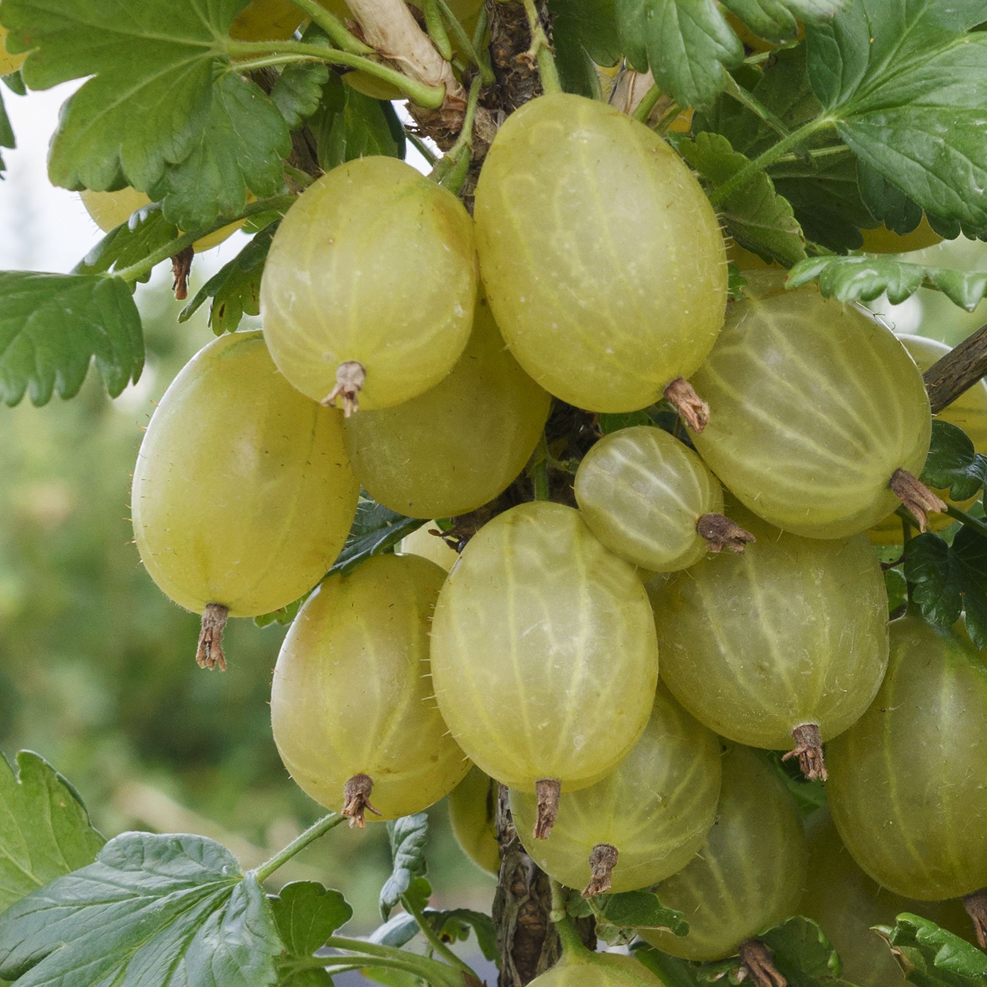 Grüne Stachelbeere - Ribes uva-crispa 'Invicta', C3,4 Grüne Stachelbeere - Ribes uva-crispa 'Invicta', C3,4