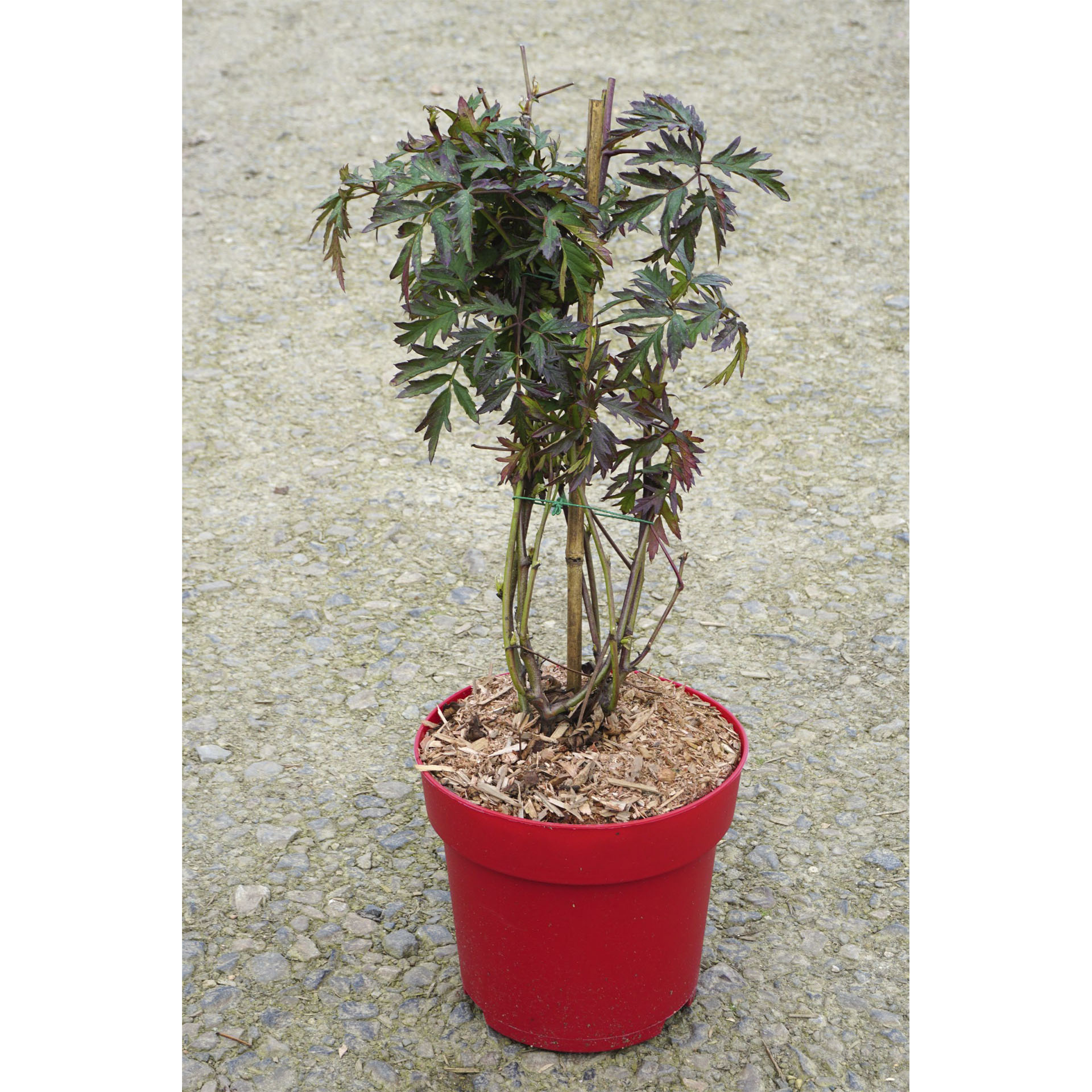 Pflanztopf mit Brombeere Oregon Thornless