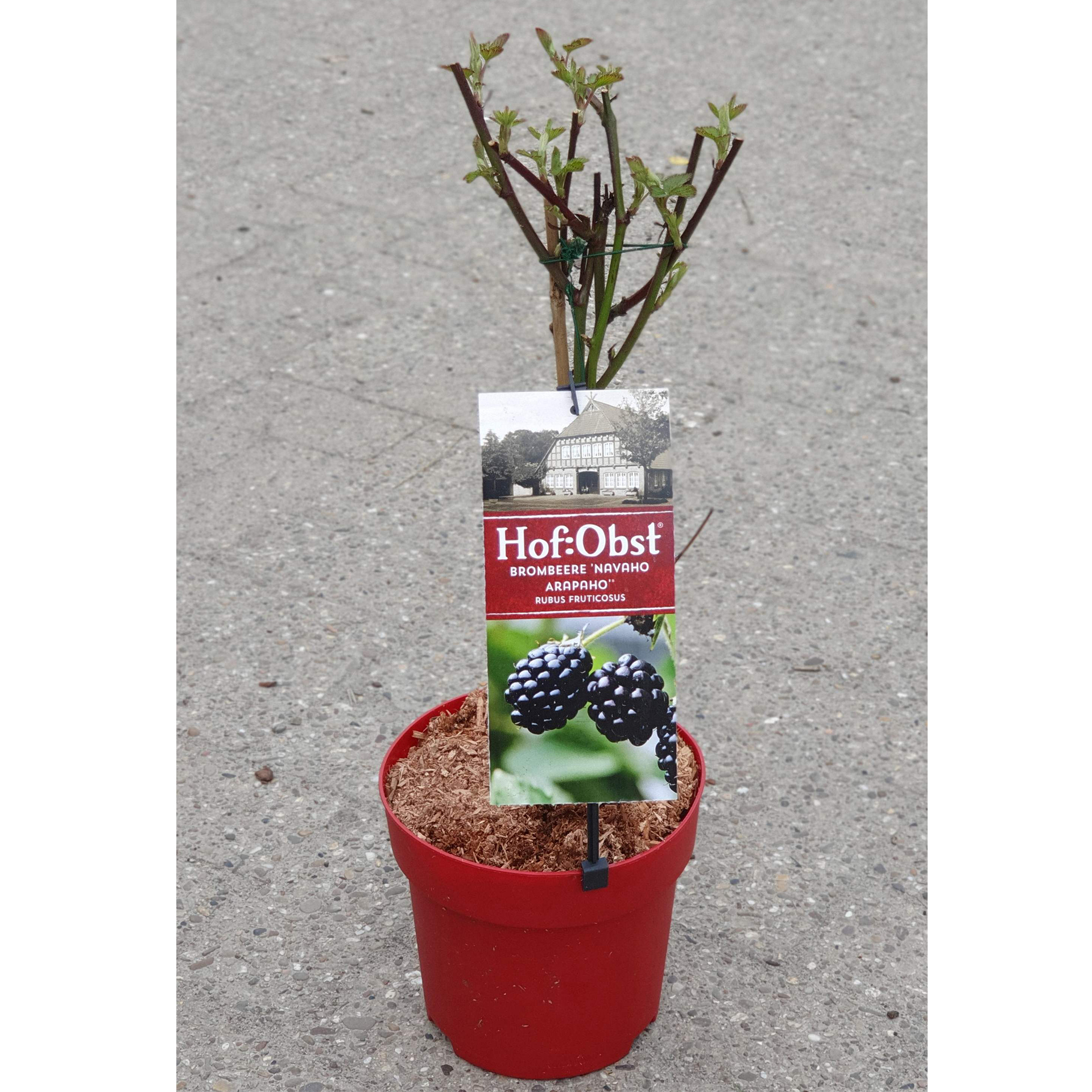 Brombeere Navaho Arapaho dornenlos sehr aromatisch Brombeerpflanze