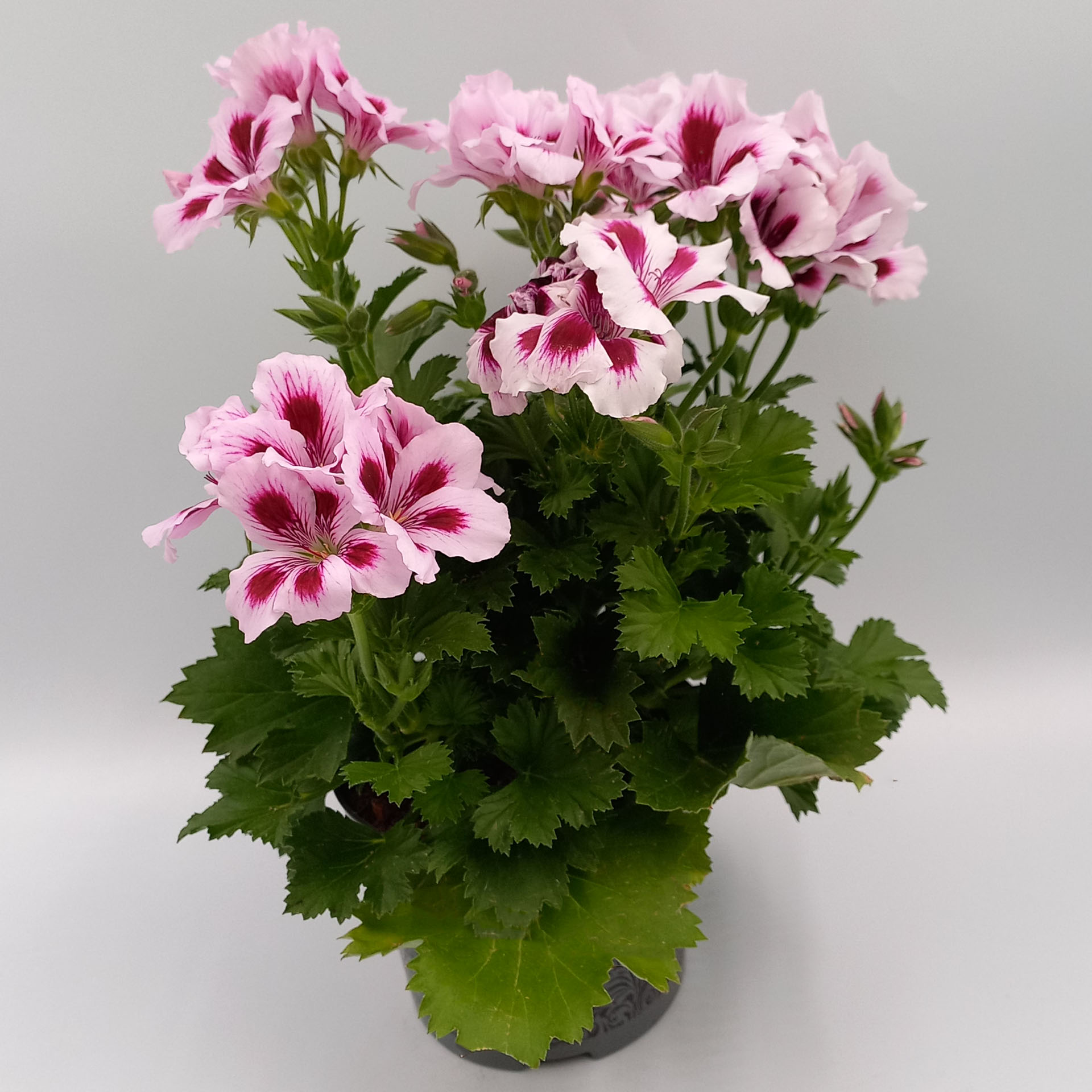 Edelgeranie-rosa-pink Blume, Geranie, Pflanze, Blumen-Arrangement