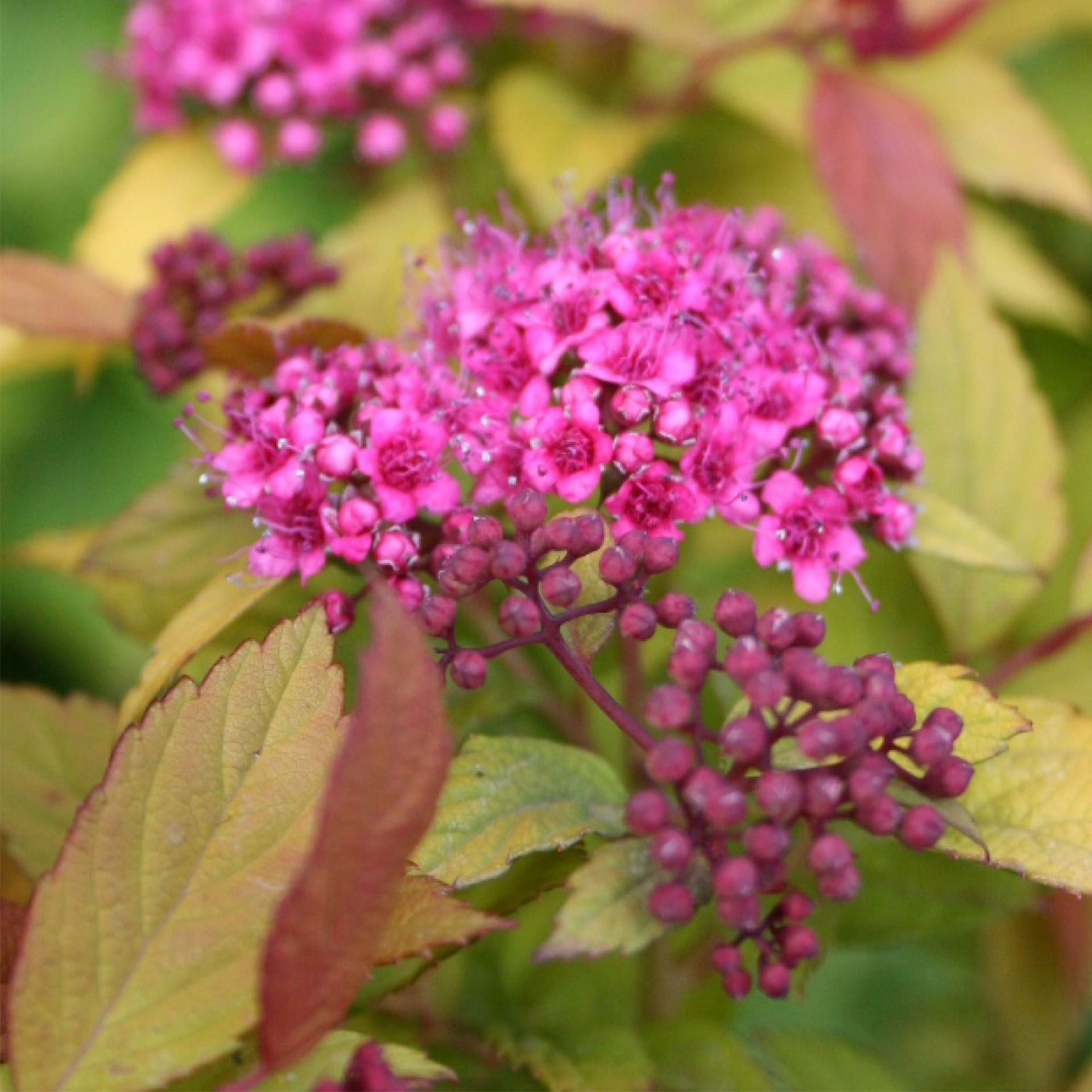 Spierstrauch Magic Carpet 2